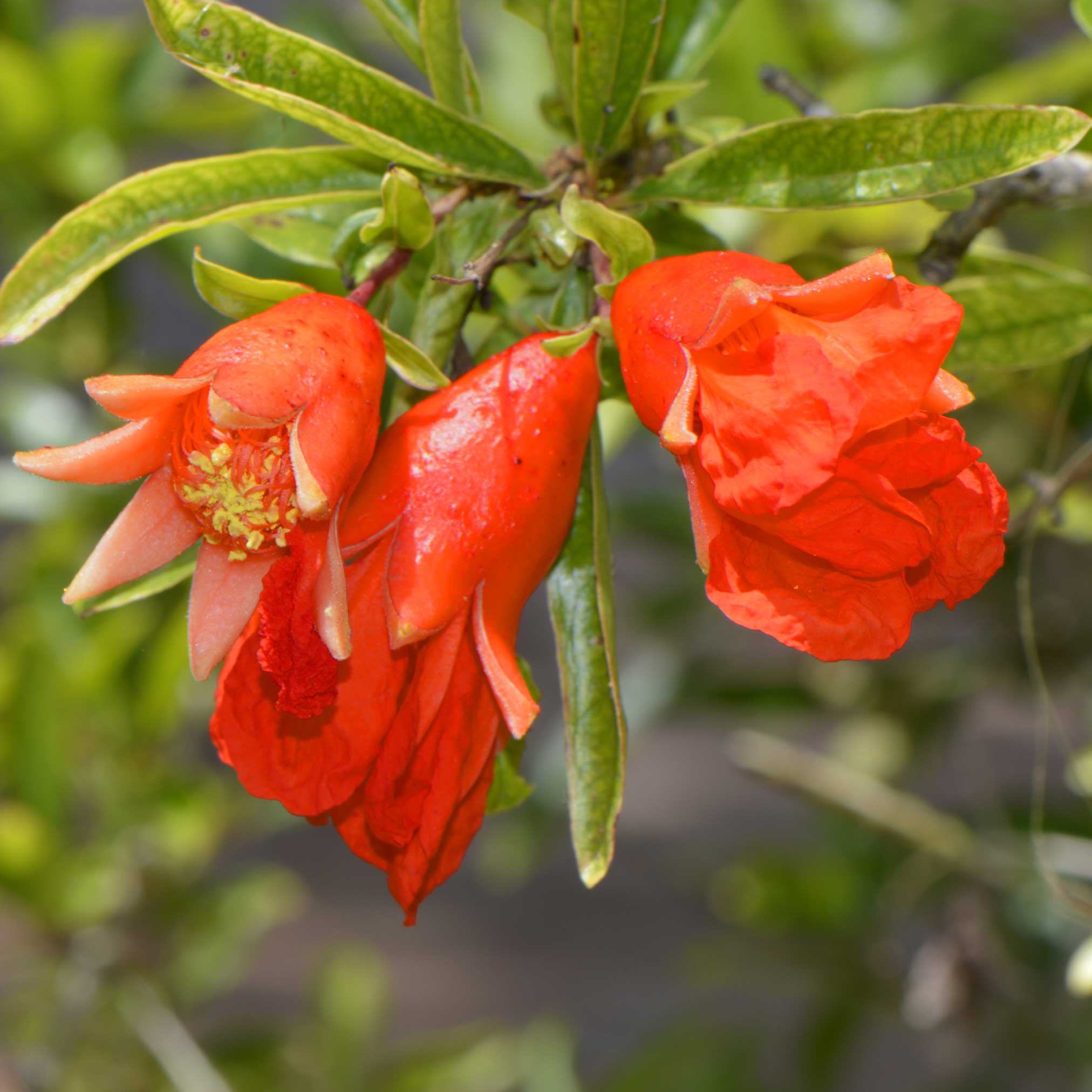 Close-up of red pomegranate flowers with green leaves on a blurred natural background - Henderson Garden Supply