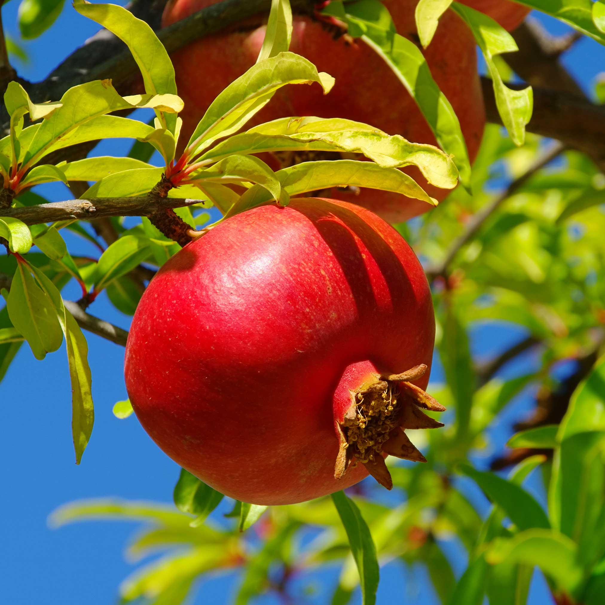 Red pomegranate fruit on a tree branch with green leaves against a blue sky.  Henderson Garden Supply