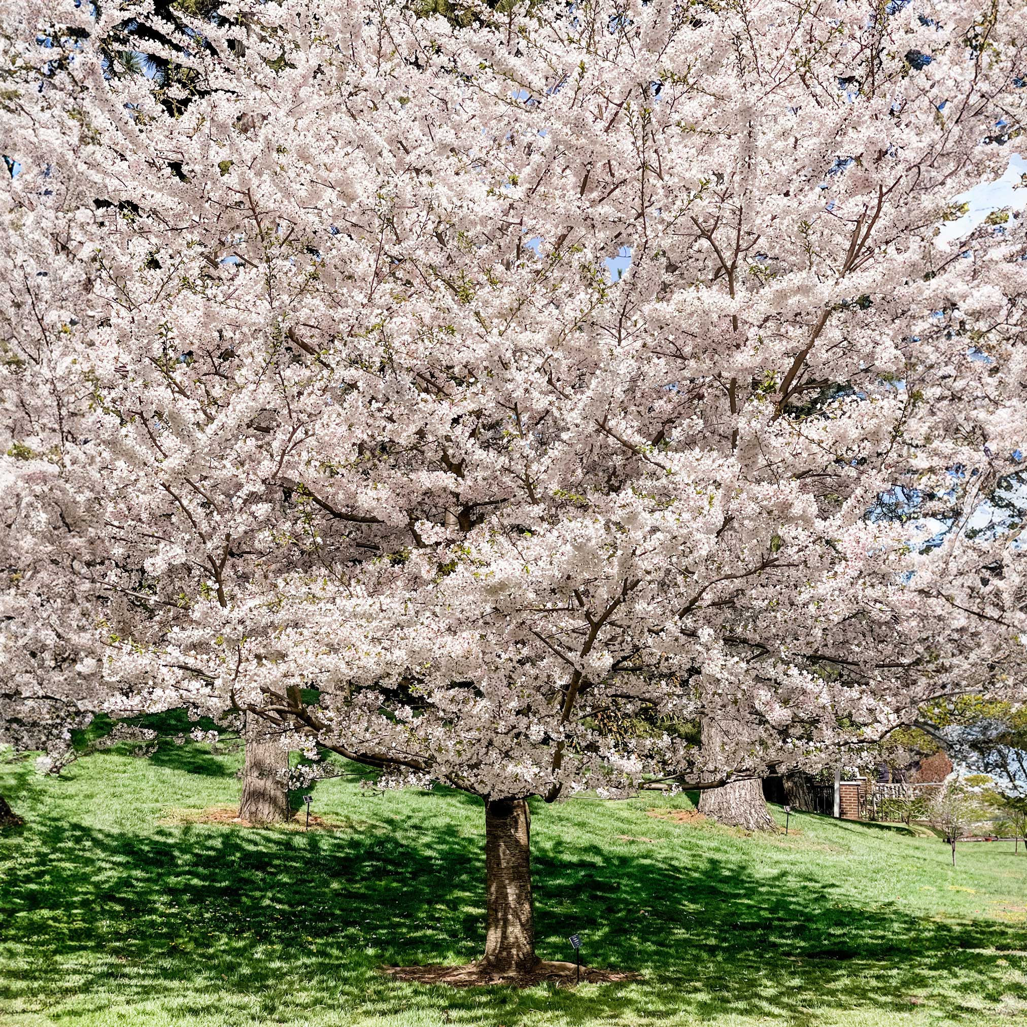 Cherry blossom tree in full bloom with a grassy background.  Henderson Garden Supply