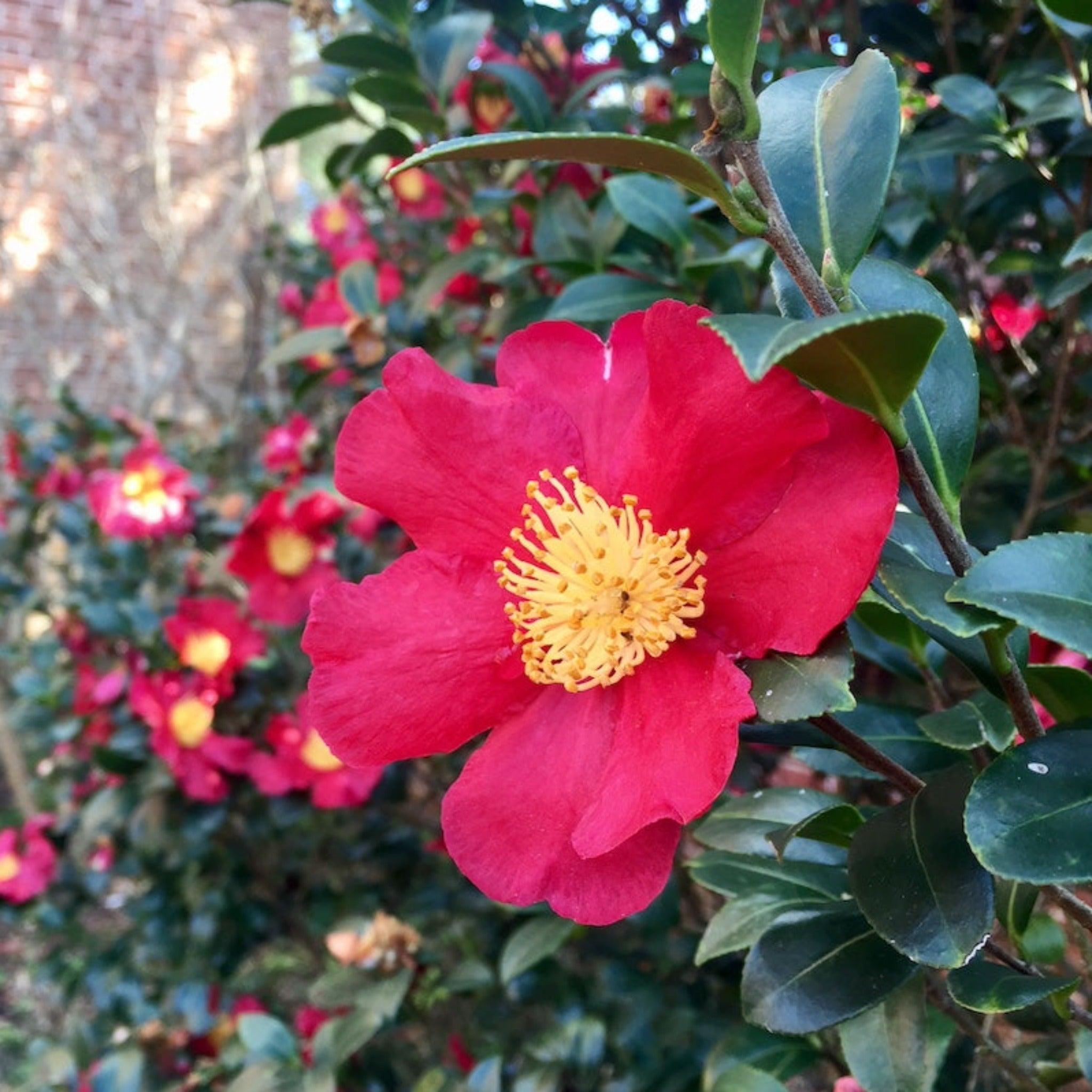 Close-up of a bright red flower with yellow center surrounded by green leaves and additional flowers in the background.  Henderson Garden Supply