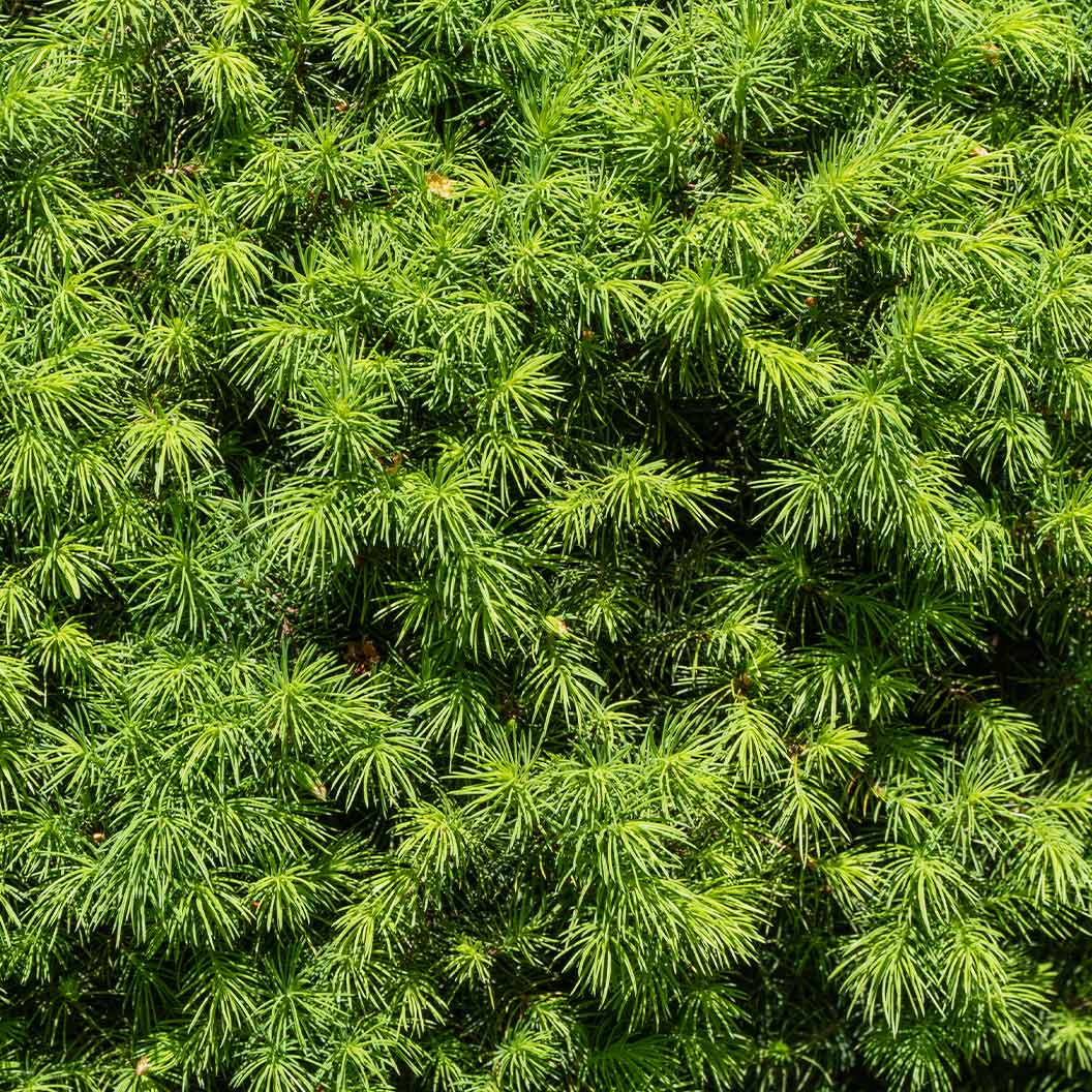 Alberta Spruce- Henderson Garden Supply