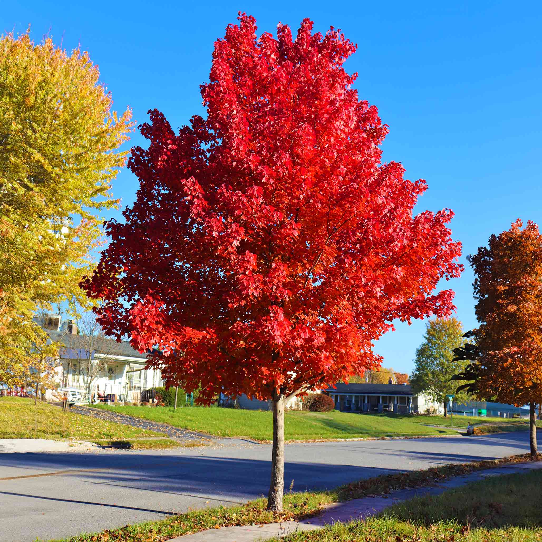 Red maple tree in a suburban neighborhood with clear blue sky.  Henderson Garden Supply