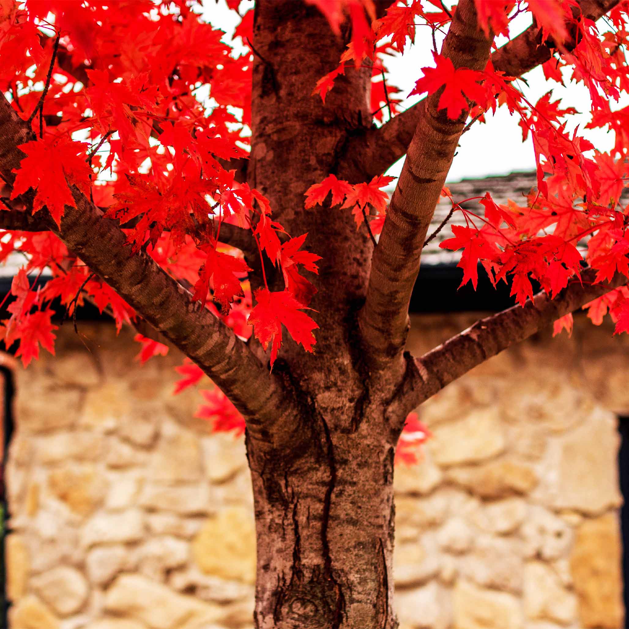 Tree with red leaves in front of a stone building.  Henderson Garden Supply
