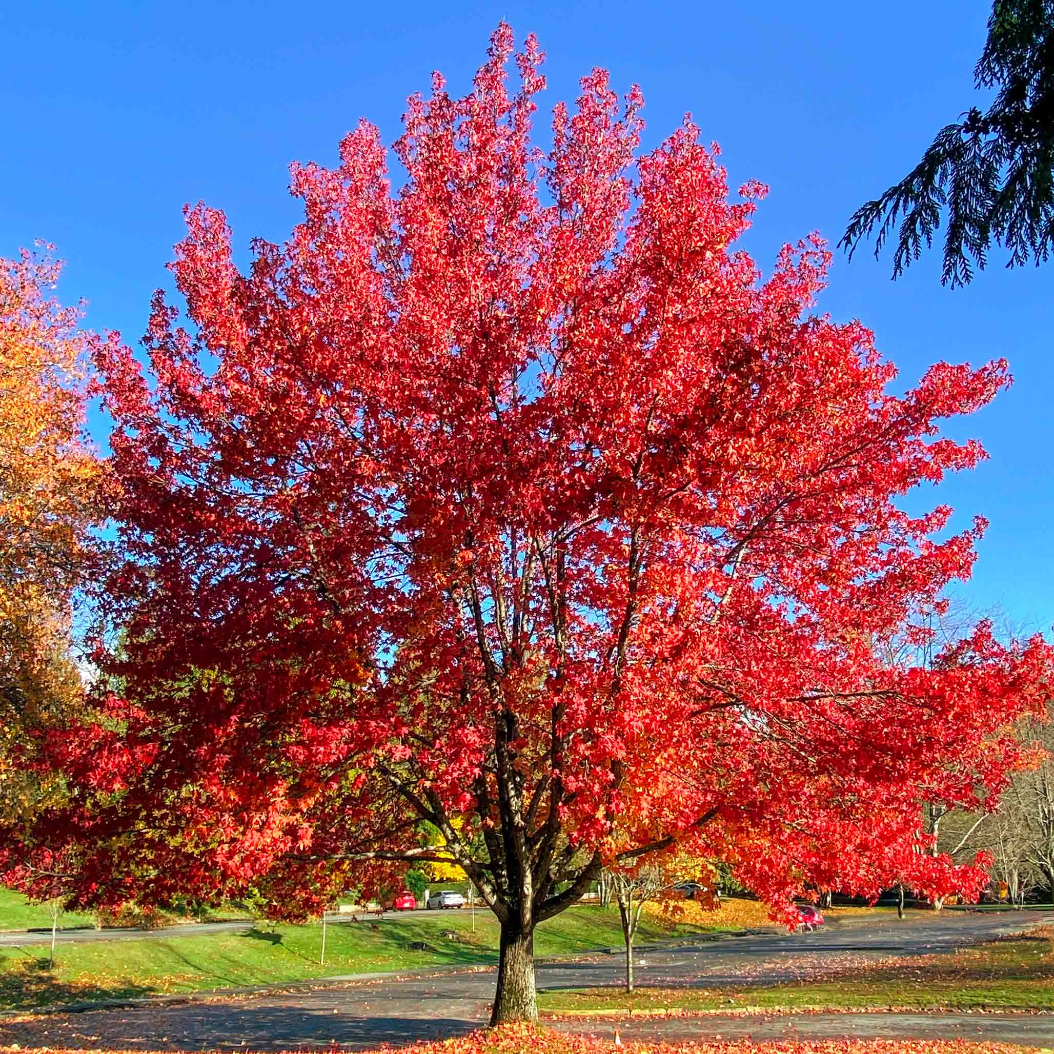 Tree with vibrant red leaves against a clear blue sky.  Henderson Garden Supply