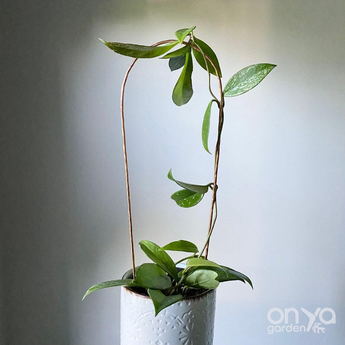 Copper Arch Trellis for House Plants, 4 Sizes Available