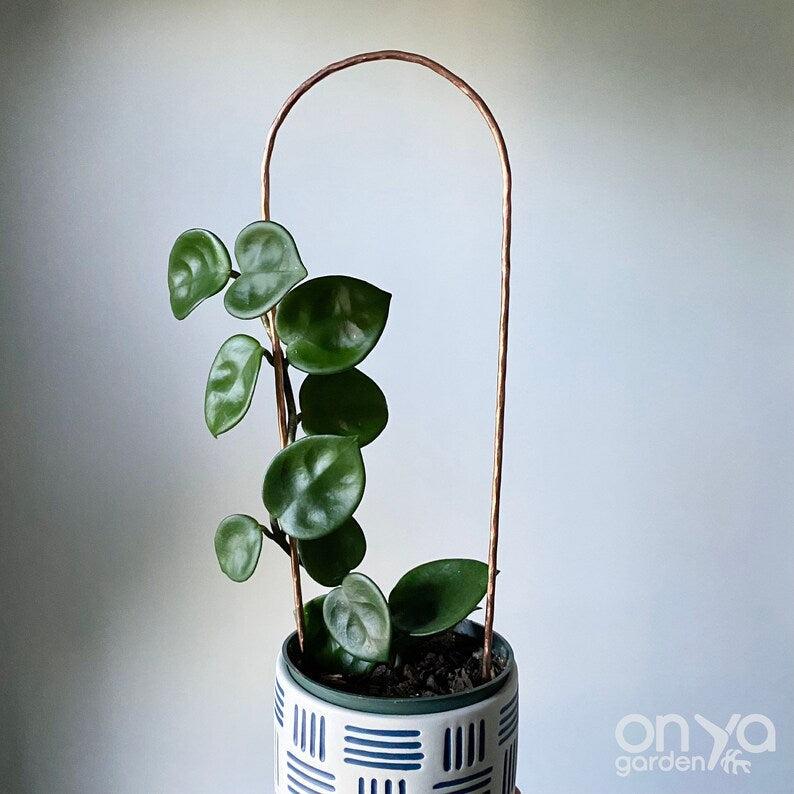 Copper Arch Trellis for House Plants, 4 Sizes Available