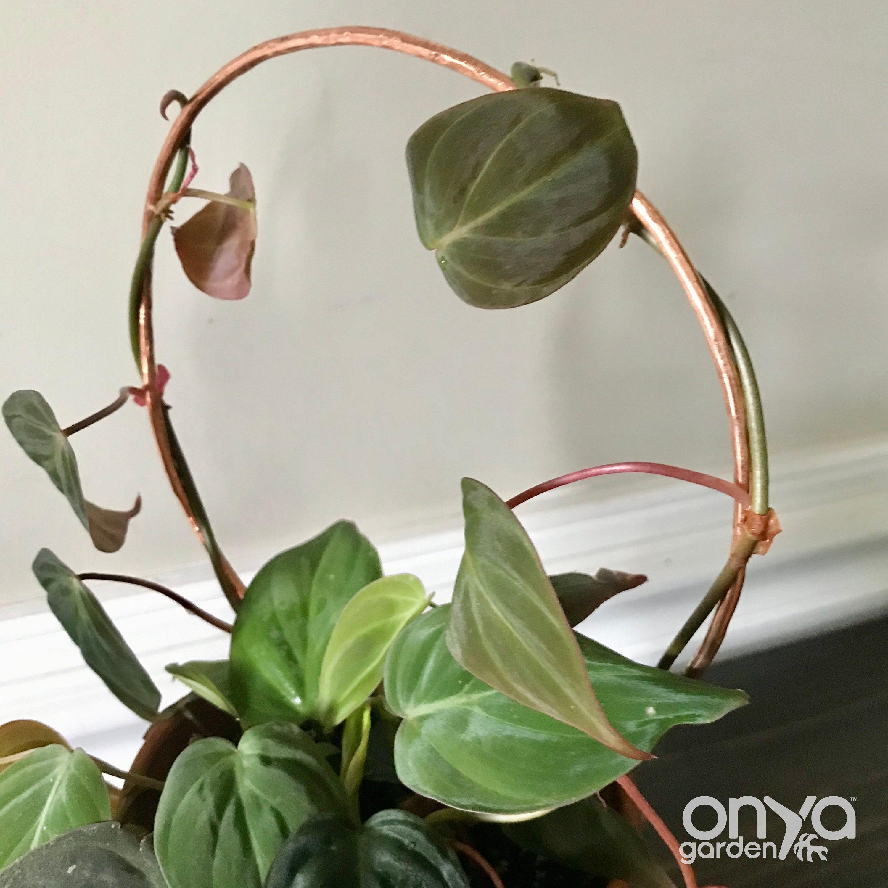 Copper Circle Trellis for House Plants, 4 Sizes Available