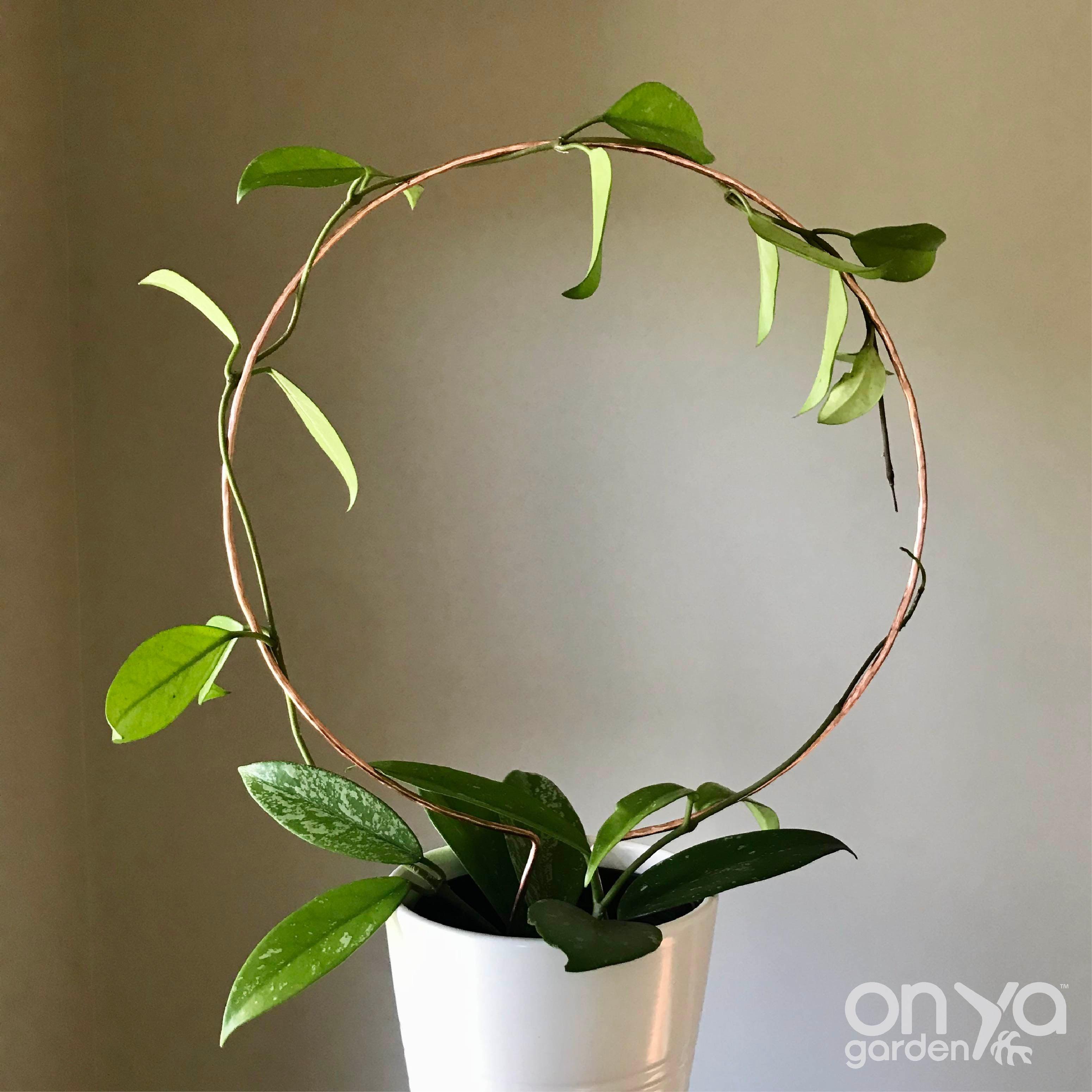 Copper Circle Trellis for House Plants, 4 Sizes Available