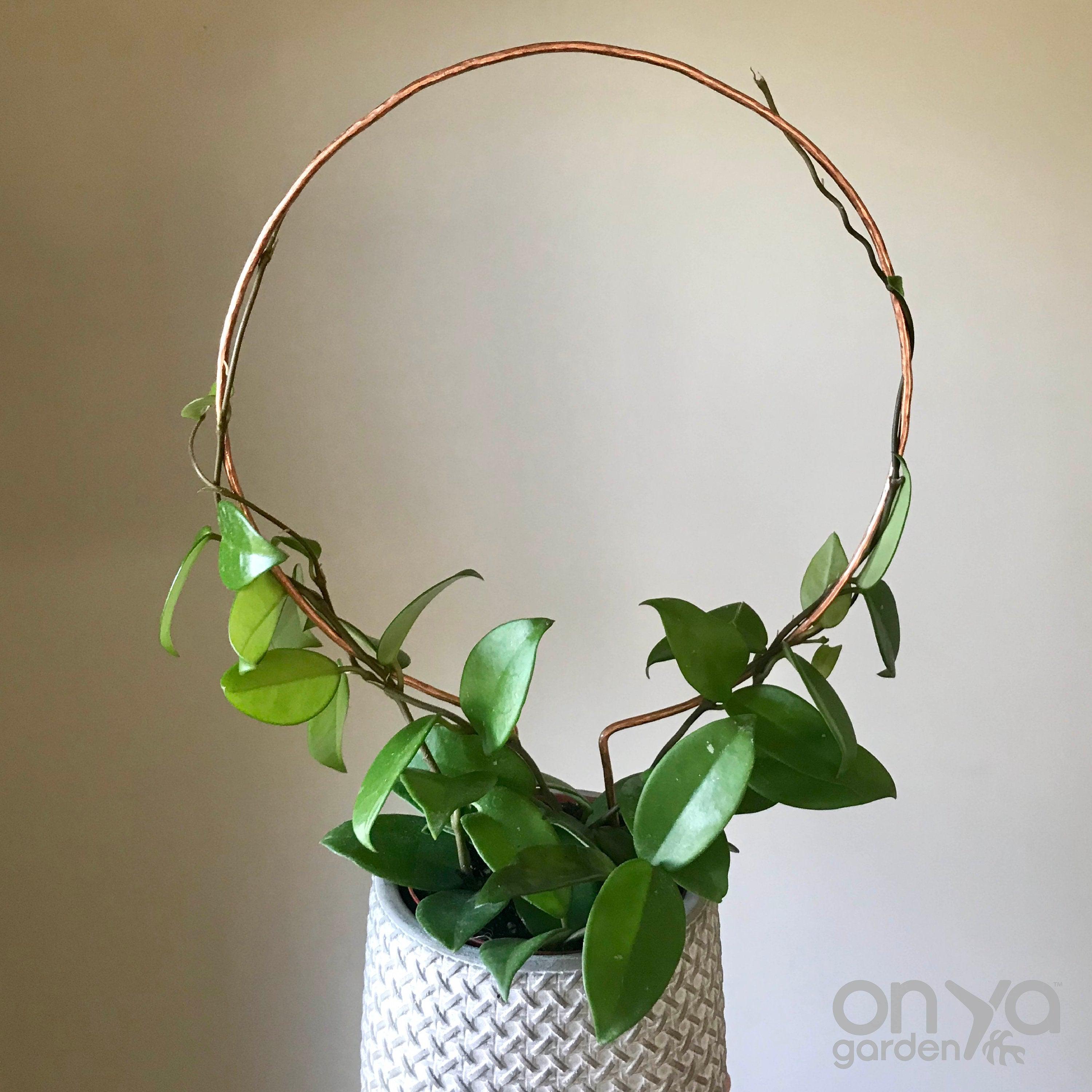 Copper Circle Trellis for House Plants, 4 Sizes Available