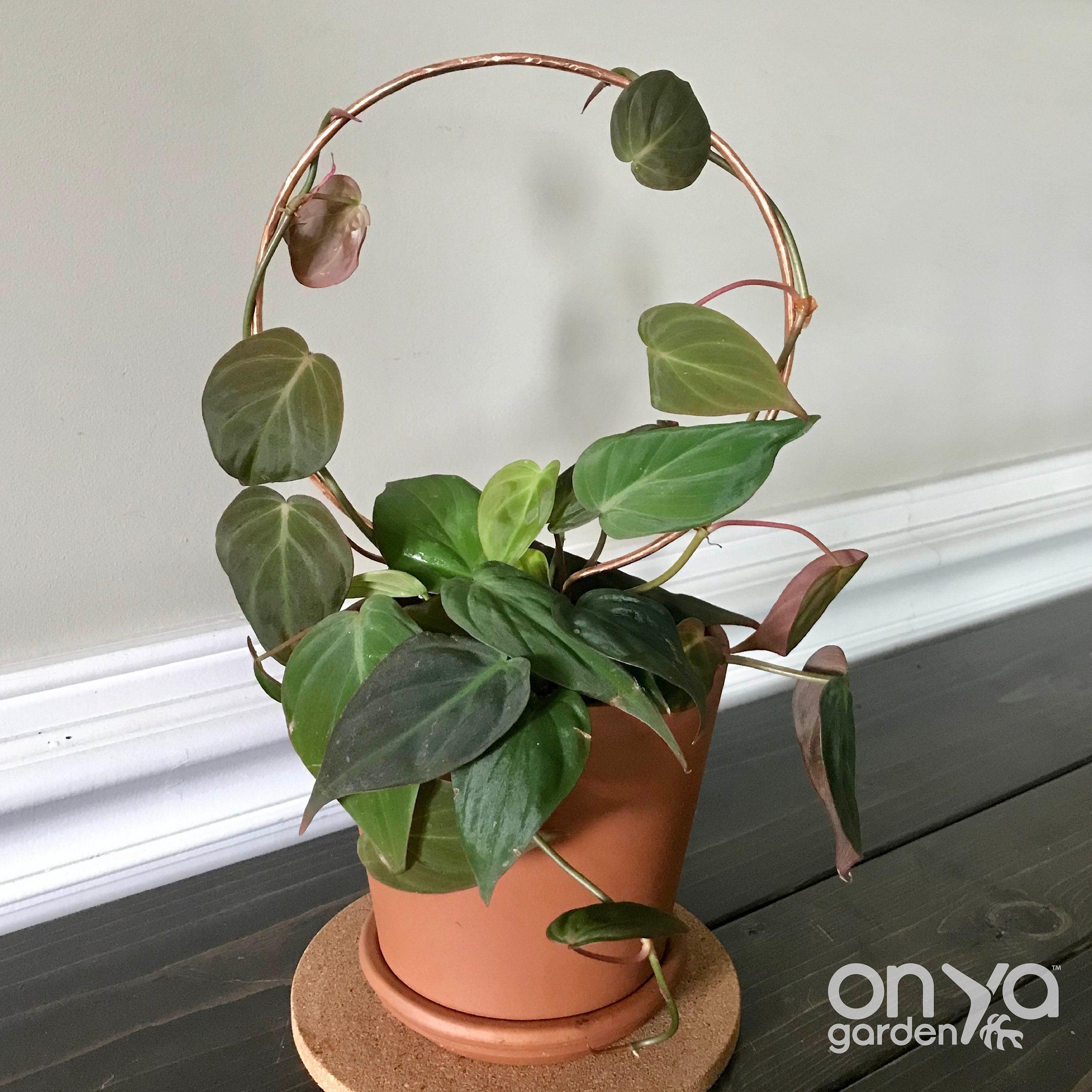 Copper Circle Trellis for House Plants, 4 Sizes Available
