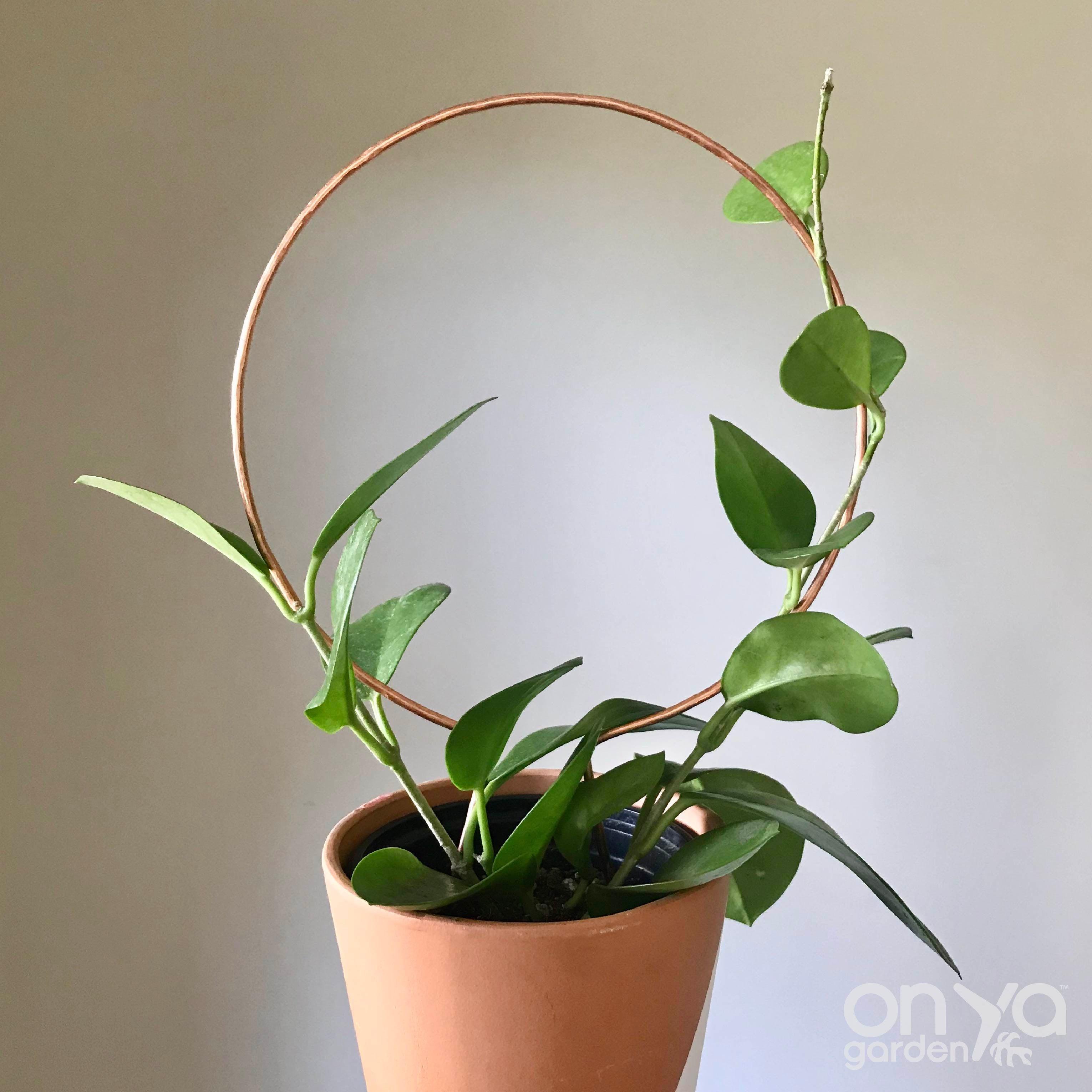 Copper Circle Trellis for House Plants, 4 Sizes Available