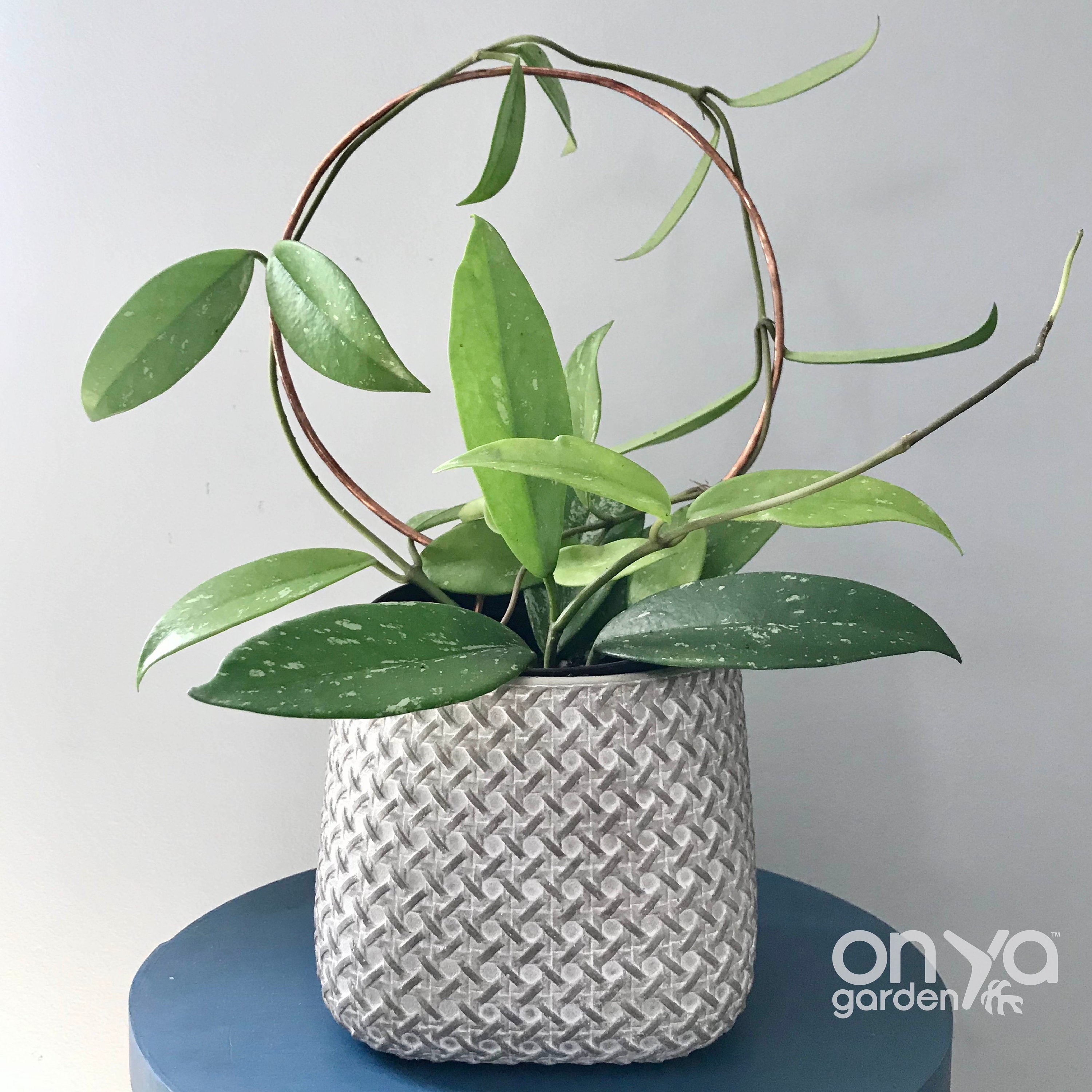 Copper Circle Trellis for House Plants, 4 Sizes Available