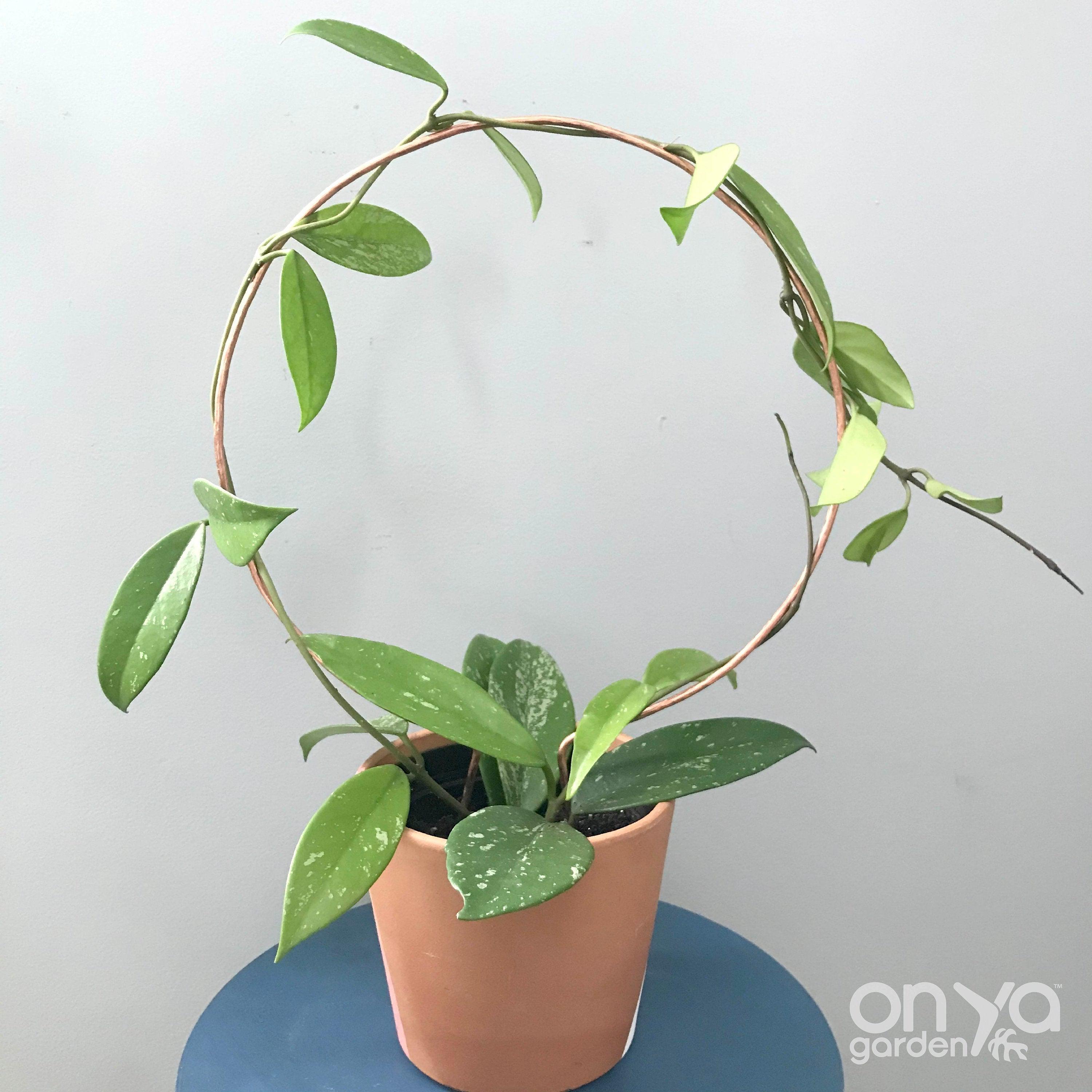 Copper Circle Trellis for House Plants, 4 Sizes Available