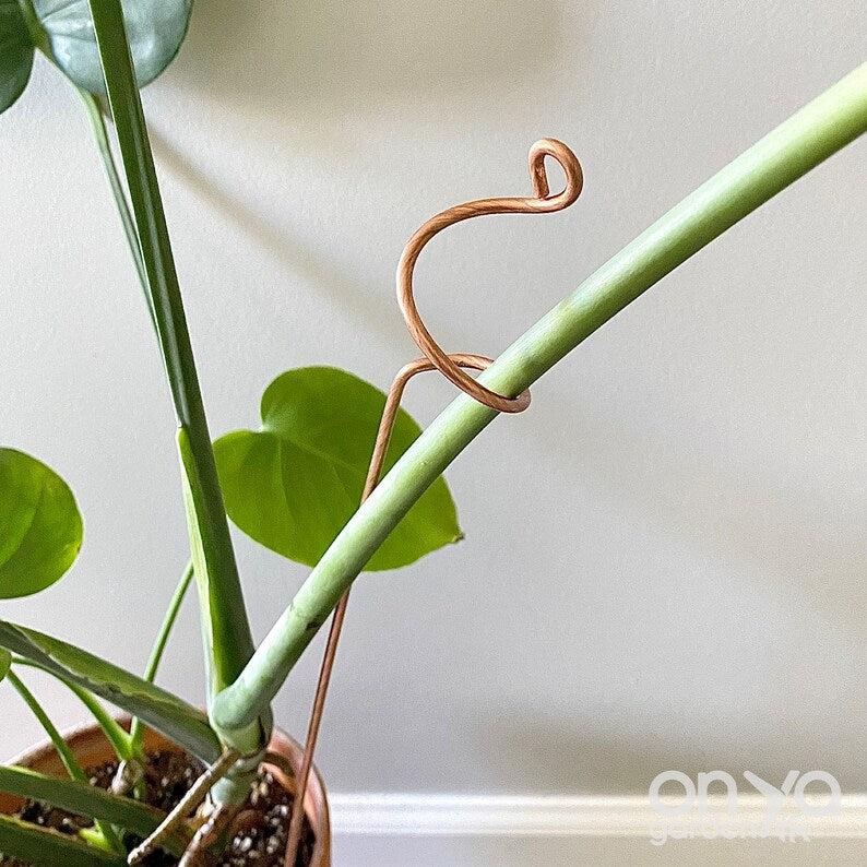 Copper Curl Plant Stick, Orchid Stake, 3 Lengths Available