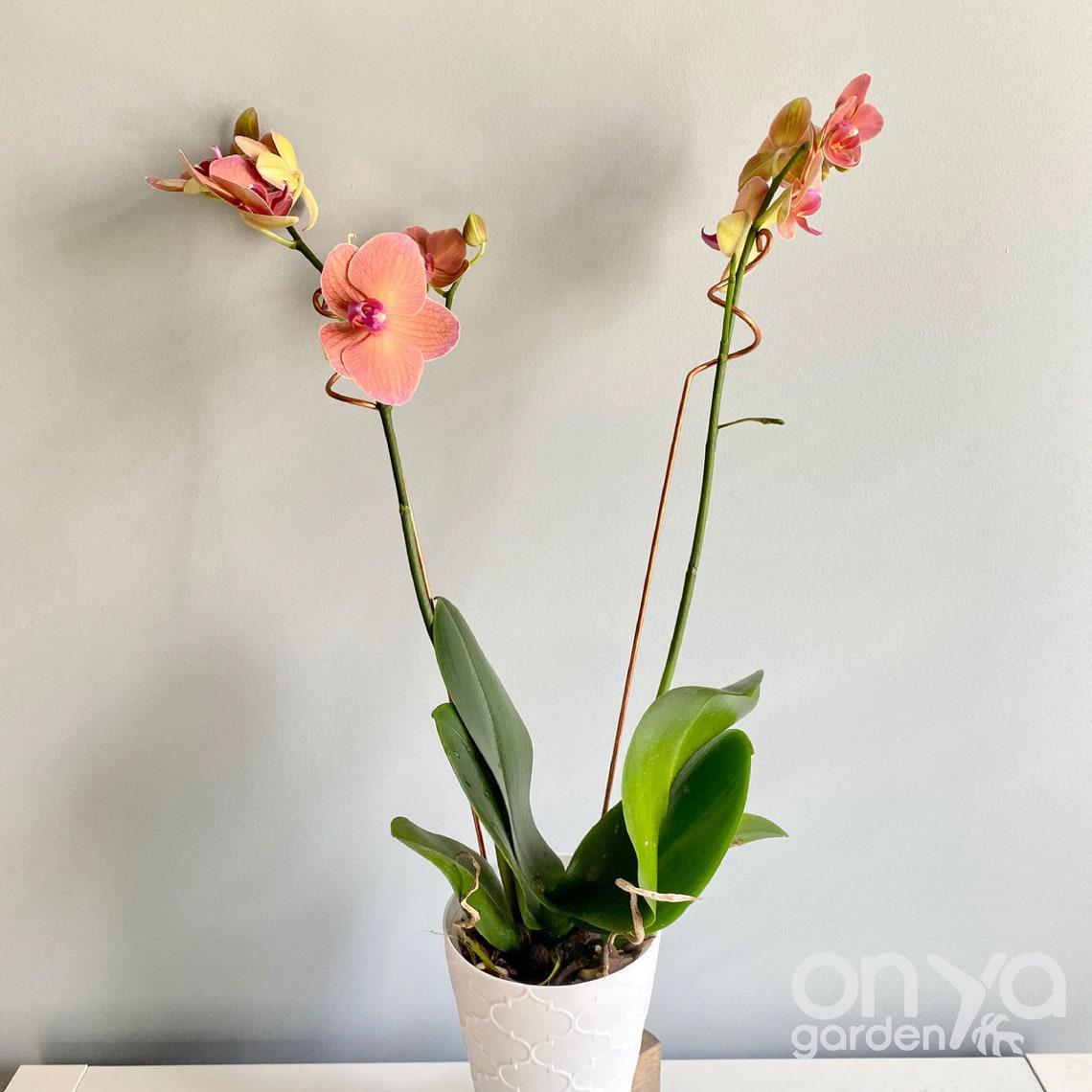 Copper Curl Plant Stick, Orchid Stake, 3 Lengths Available
