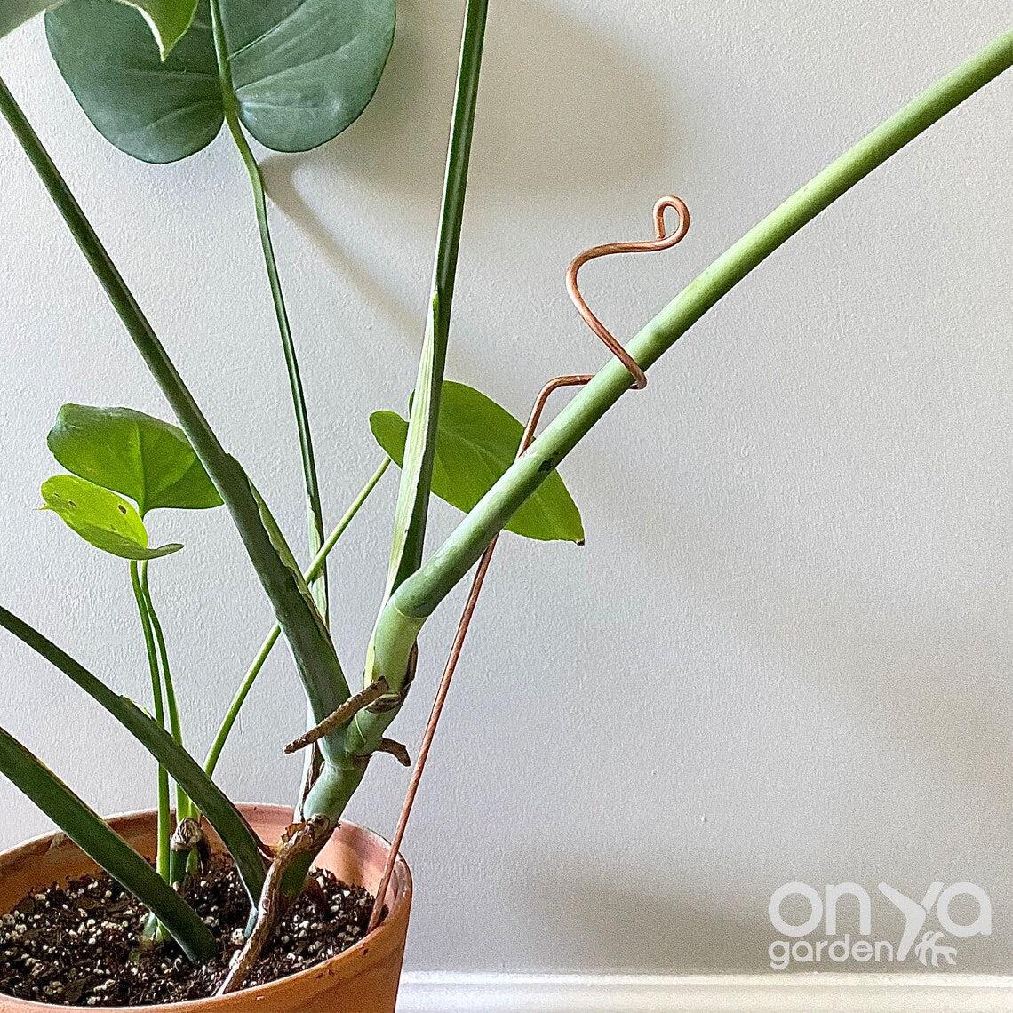 Copper Curl Plant Stick, Orchid Stake, 3 Lengths Available