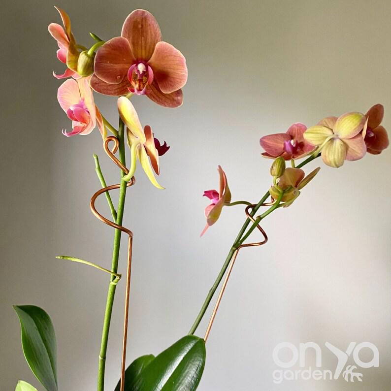 Copper Curl Plant Stick, Orchid Stake, 3 Lengths Available