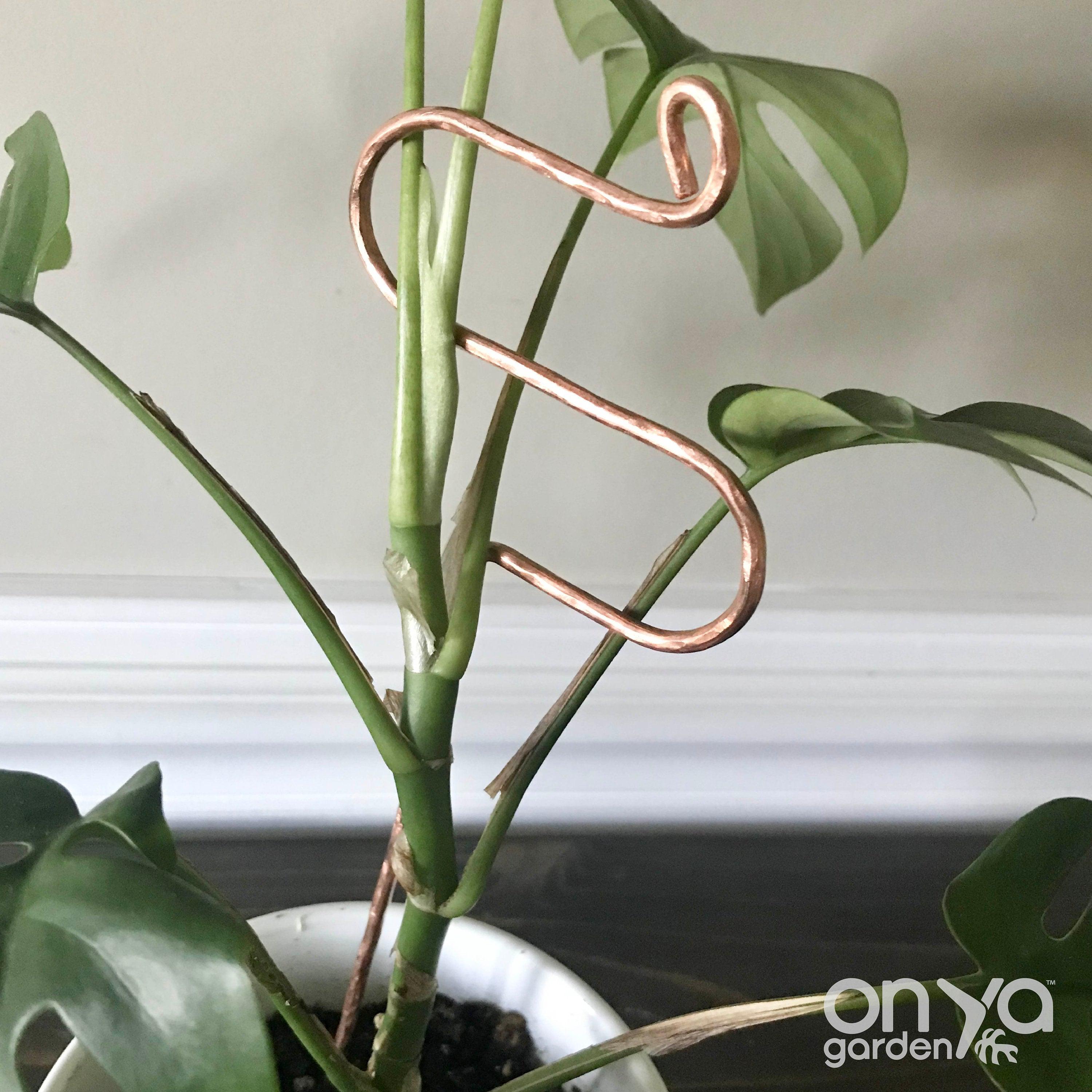 Copper Hairpin Curve Plant Stick, 2 Lengths Available