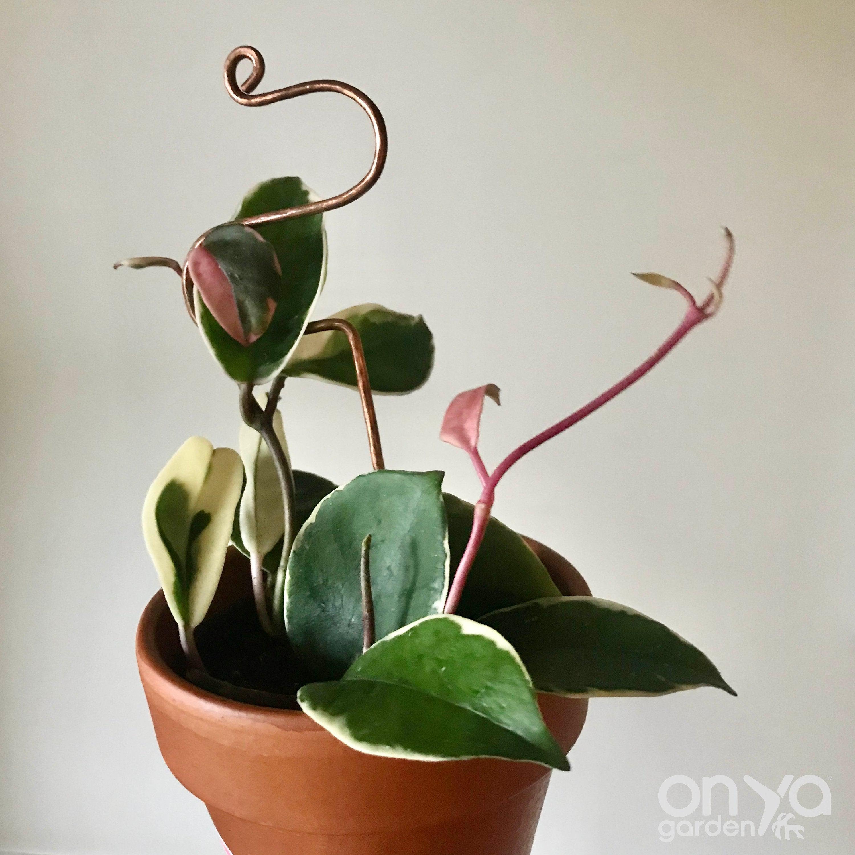 Copper Hairpin Curve Plant Stick, 2 Lengths Available