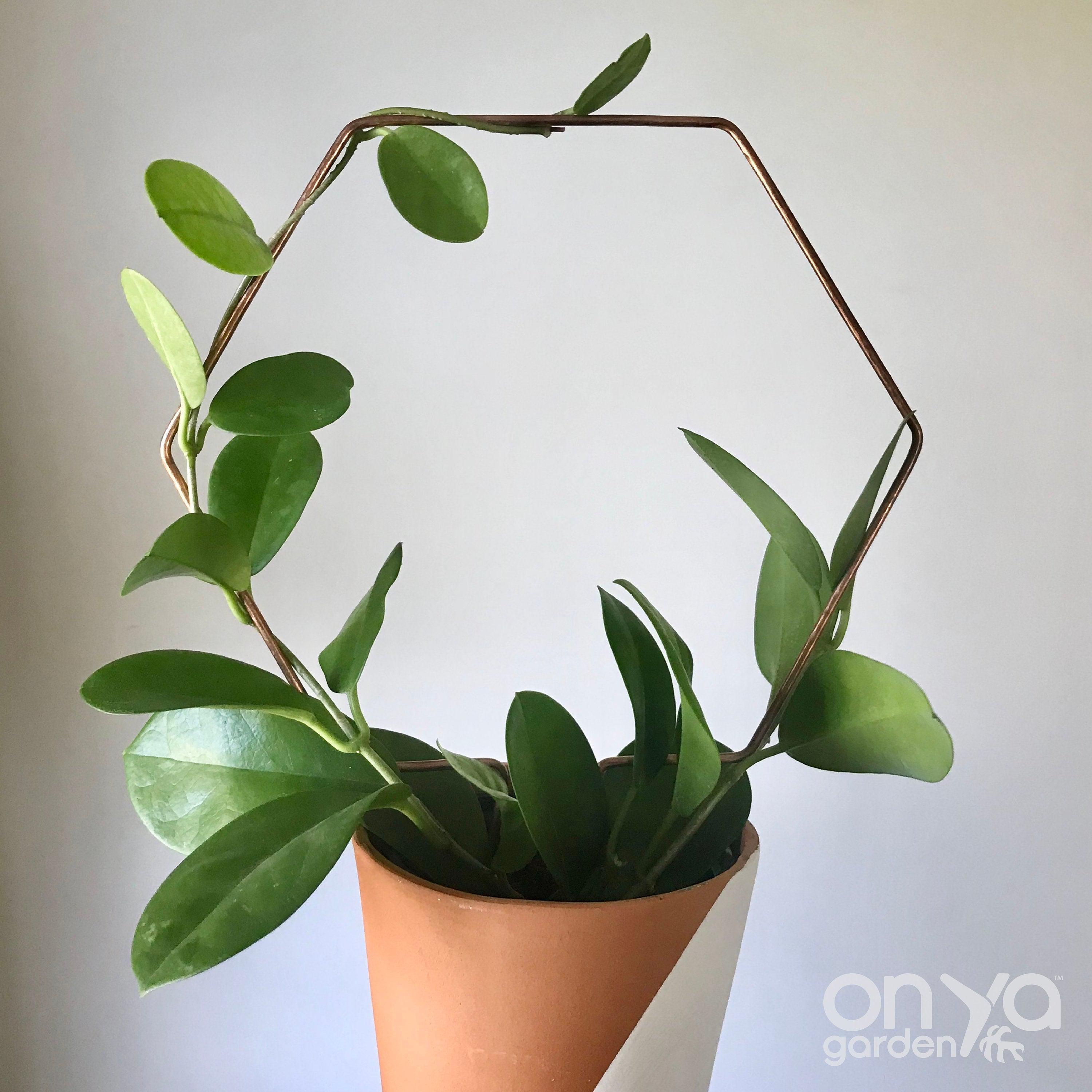 Copper Hexagon Plant Trellis, Honeycomb Trellis, 3 Sizes Available