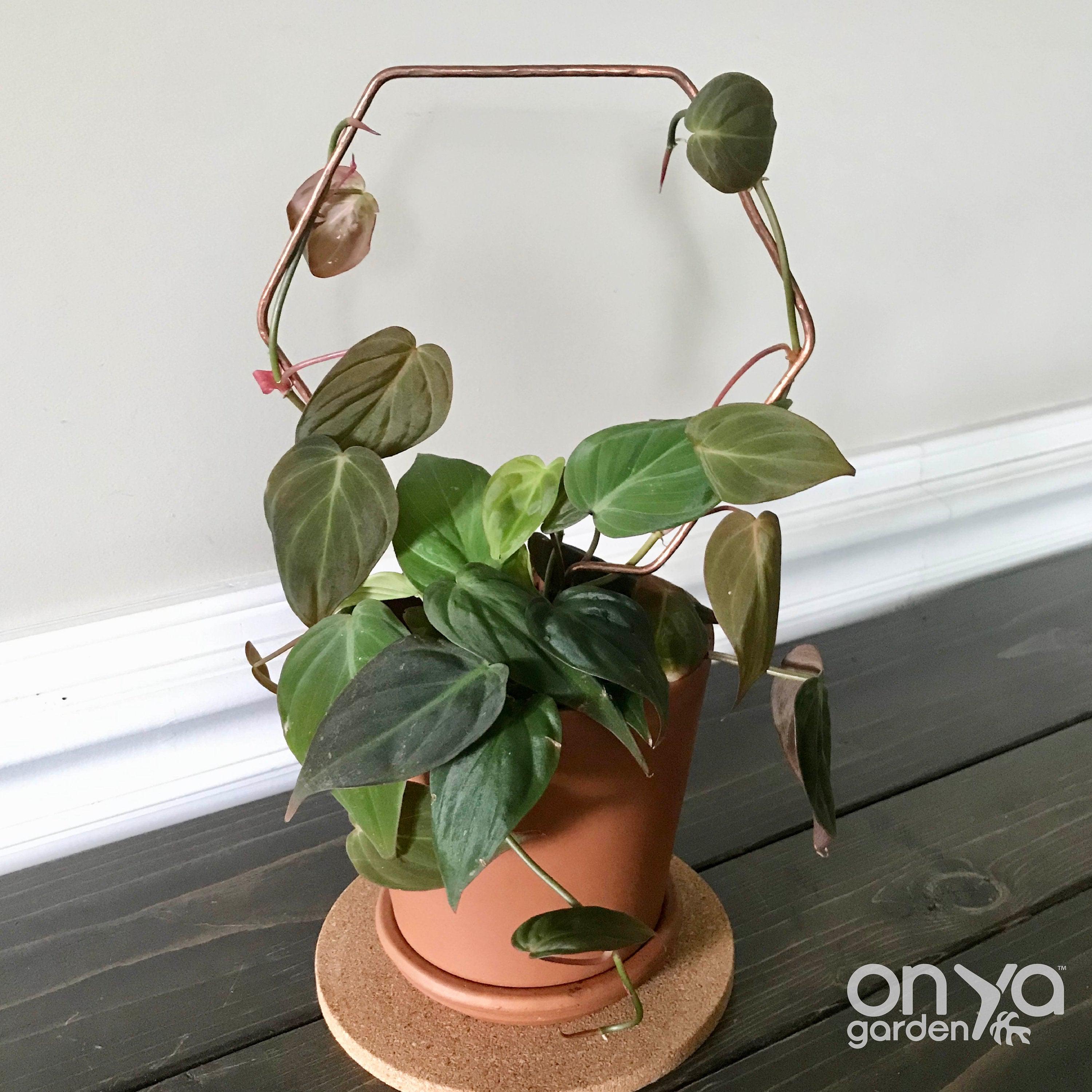 Copper Hexagon Plant Trellis, Honeycomb Trellis, 3 Sizes Available