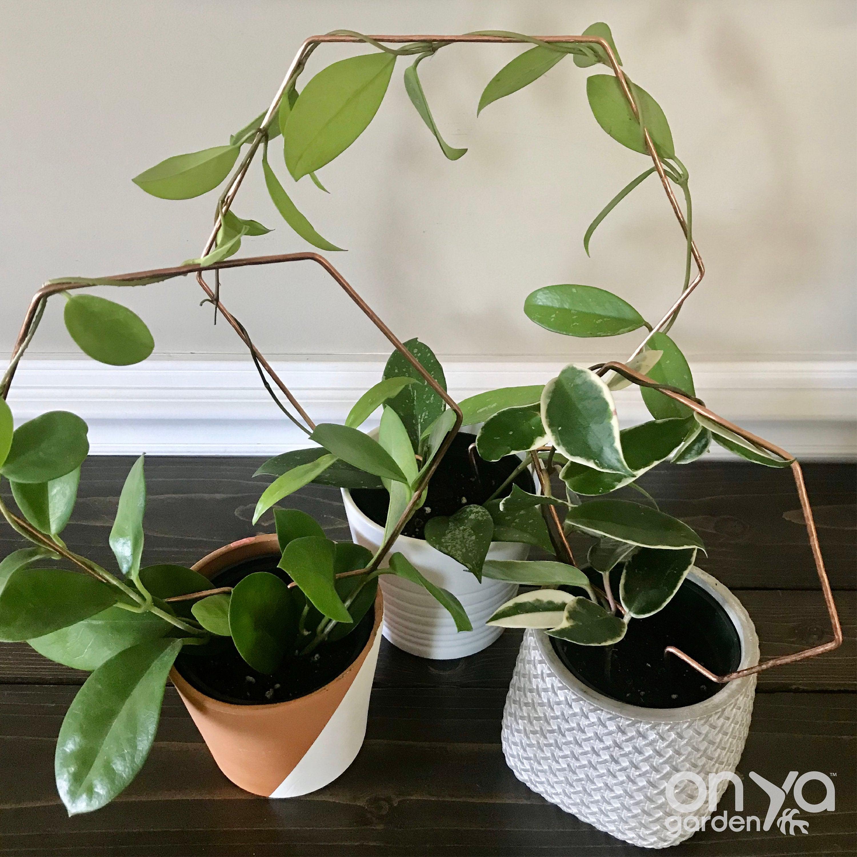 Copper Hexagon Plant Trellis, Honeycomb Trellis, 3 Sizes Available