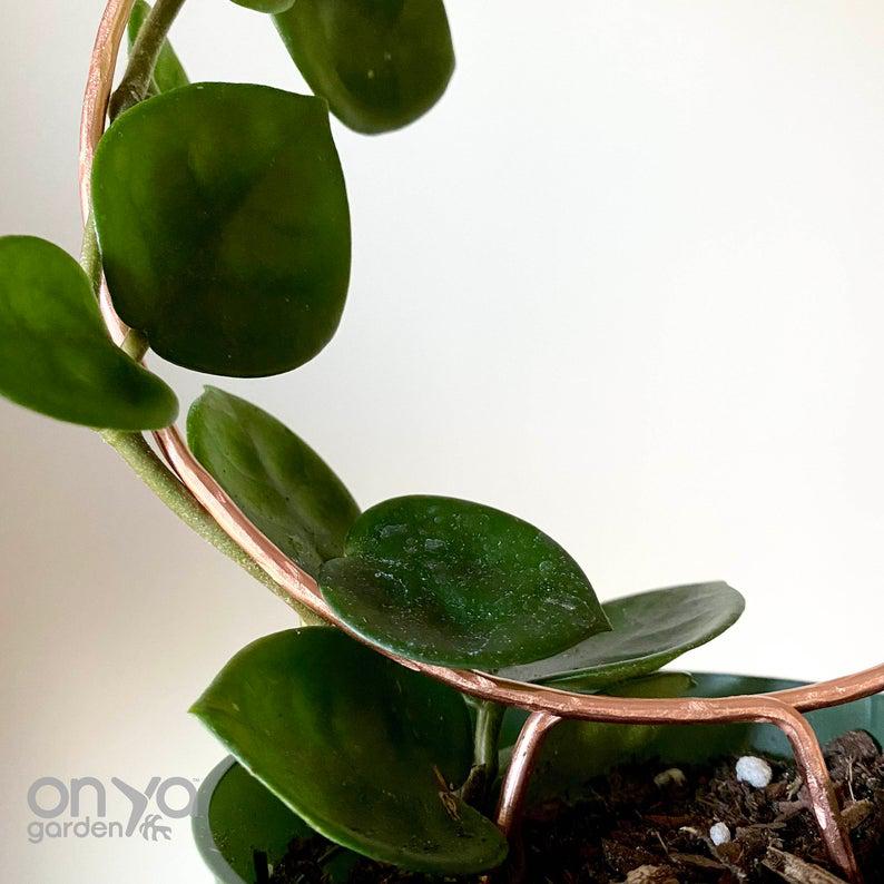 Copper Loop Circle Trellis for House Plants, 3 Sizes Available
