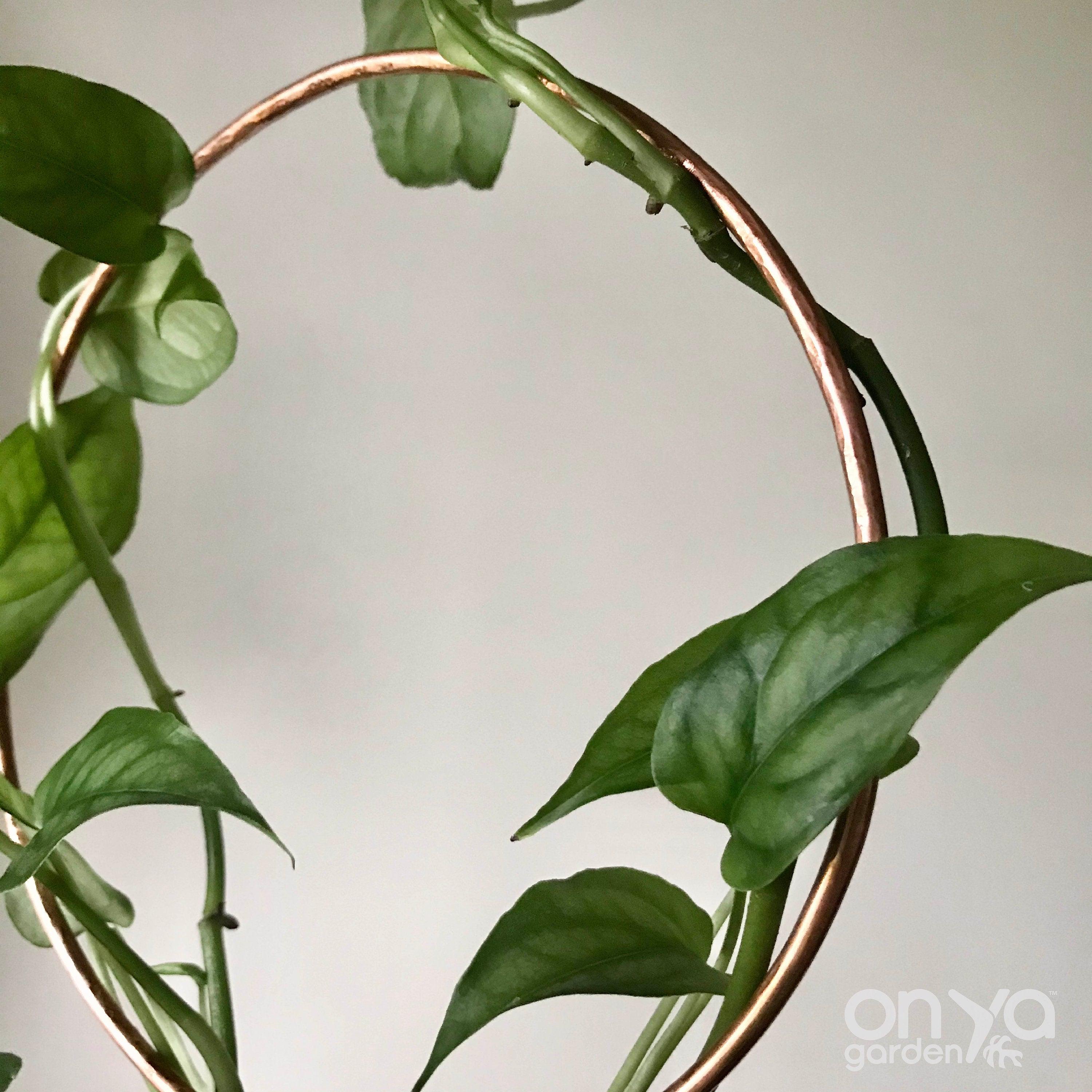 Copper Loop Circle Trellis for House Plants, 3 Sizes Available