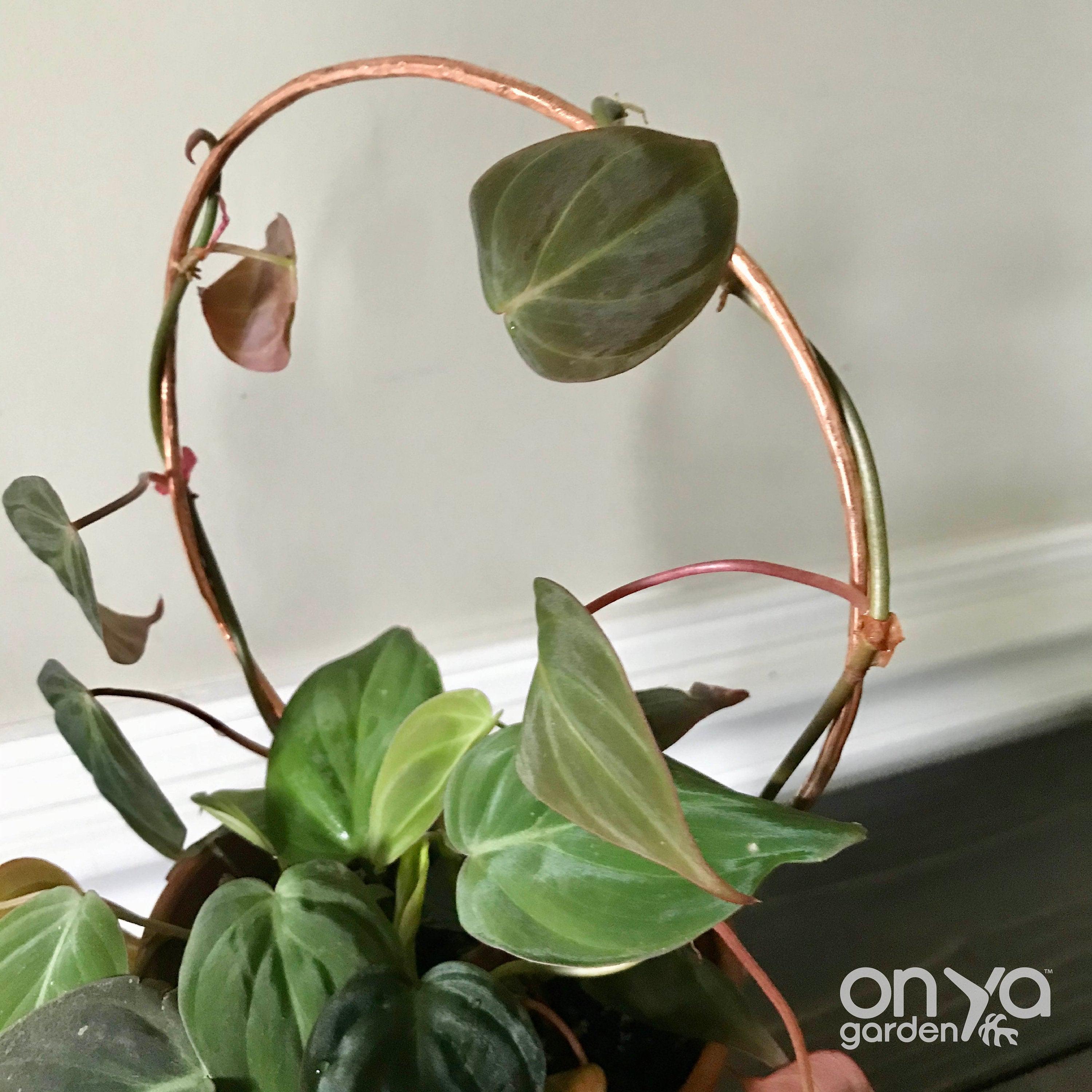 Copper Loop Circle Trellis for House Plants, 3 Sizes Available