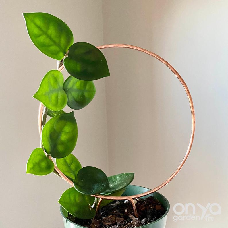 Copper Loop Circle Trellis for House Plants, 3 Sizes Available