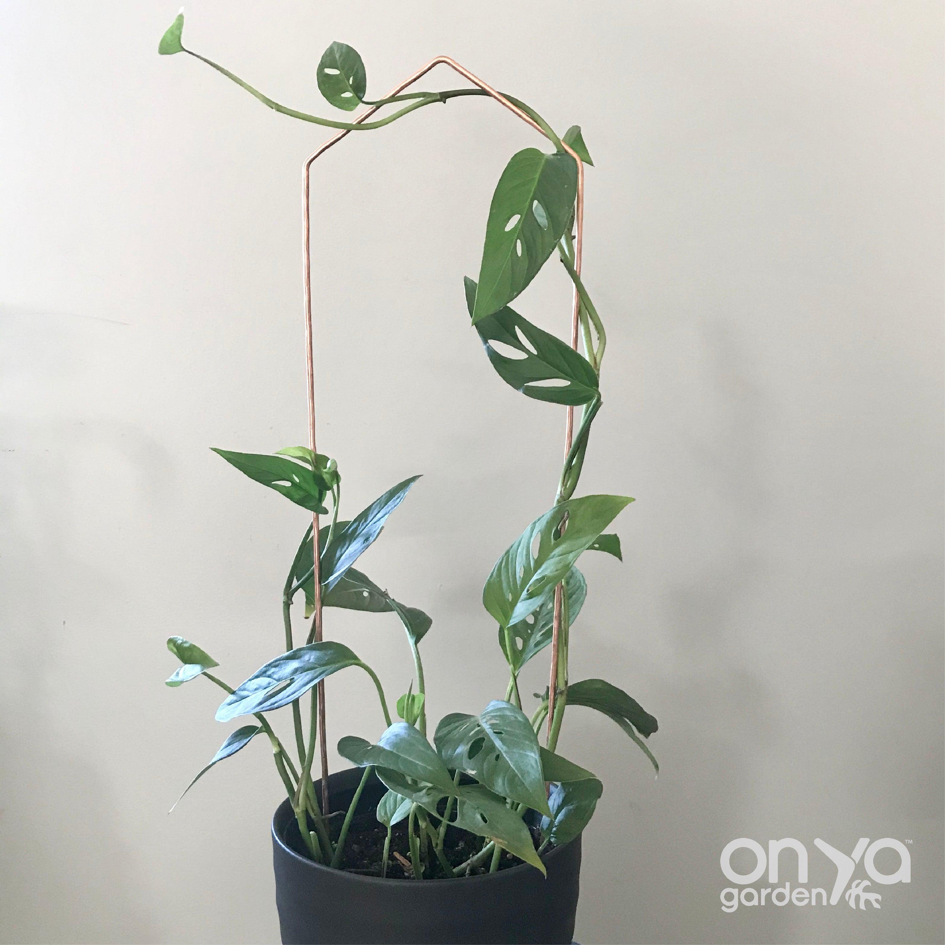Copper Pointed Arch Trellis for House Plants, 4 Sizes Available