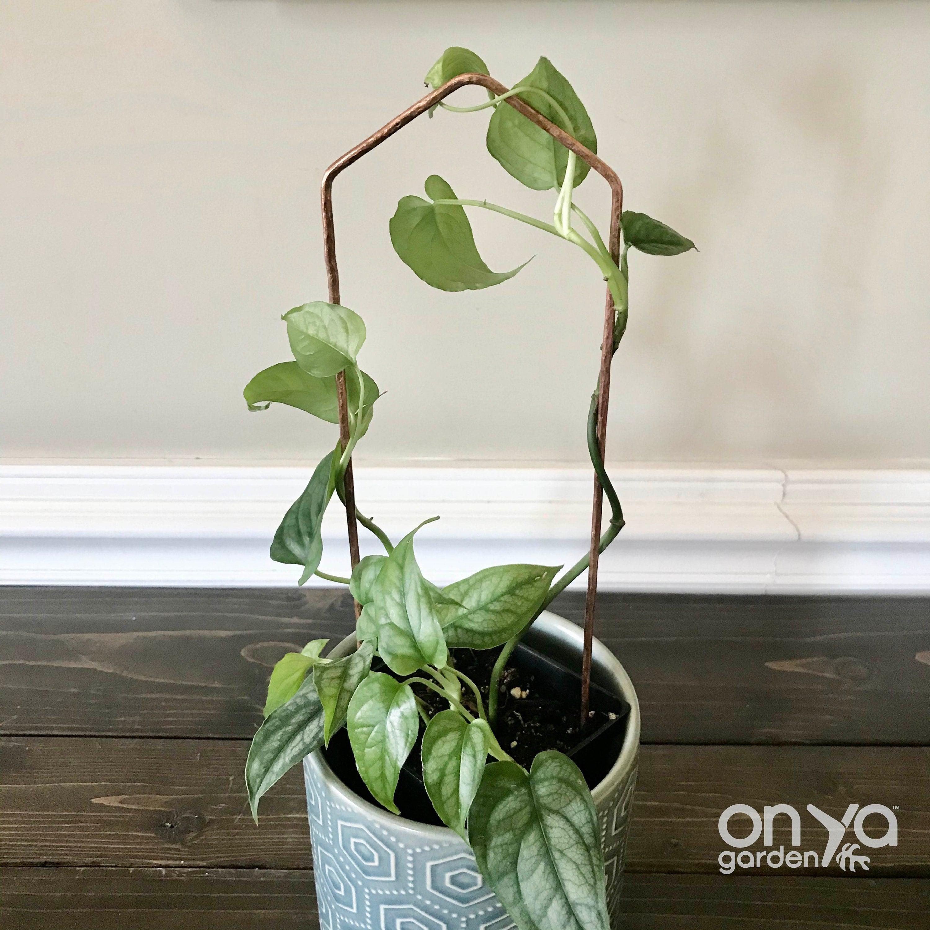 Copper Pointed Arch Trellis for House Plants, 4 Sizes Available