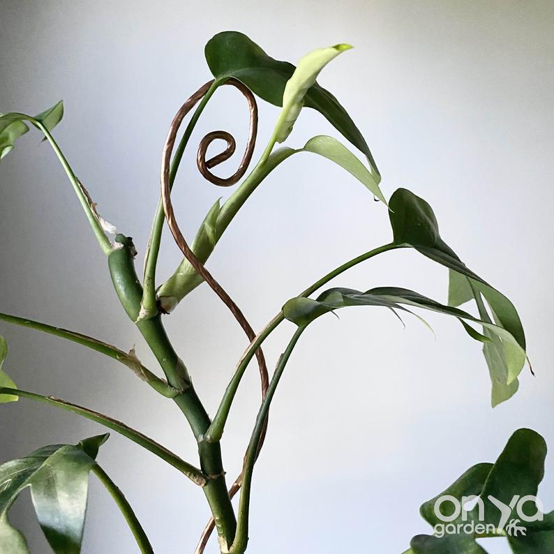 Copper Swirl Decorative Plant Stick, 2 Lengths Available