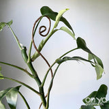 Copper Swirl Decorative Plant Stick, 2 Lengths Available
