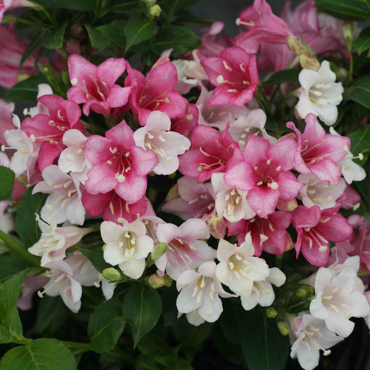 Czechmark Trilogy® Weigela – Color-Changing Spring Flowers