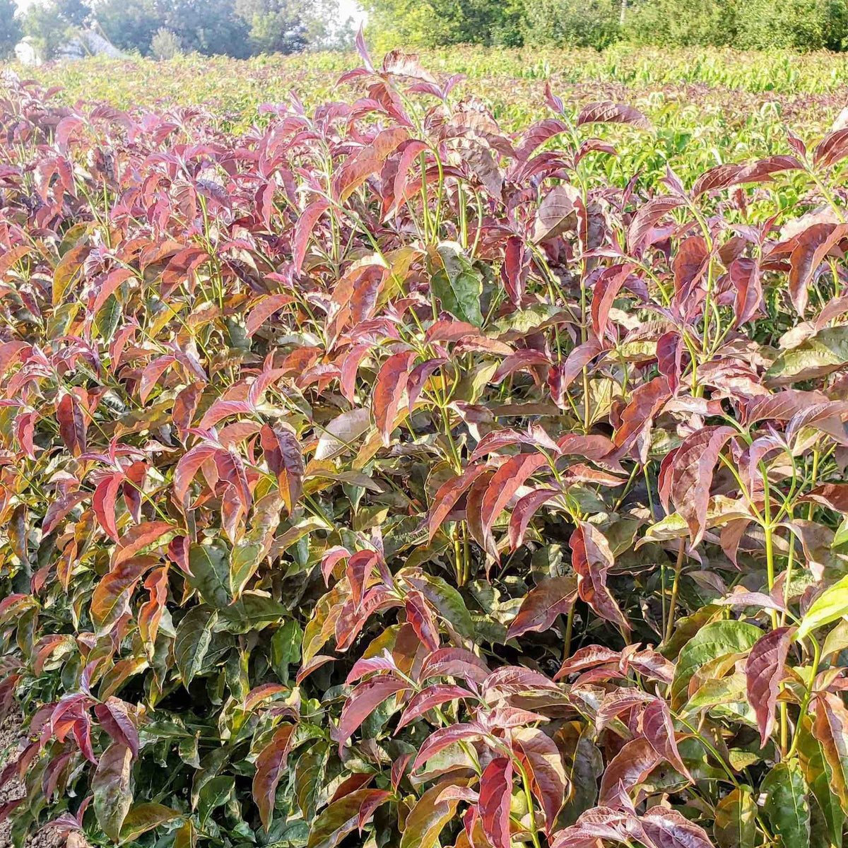 Ragin' Red™ Dogwood – Deep Red Blooms & Burgundy Fall Color
