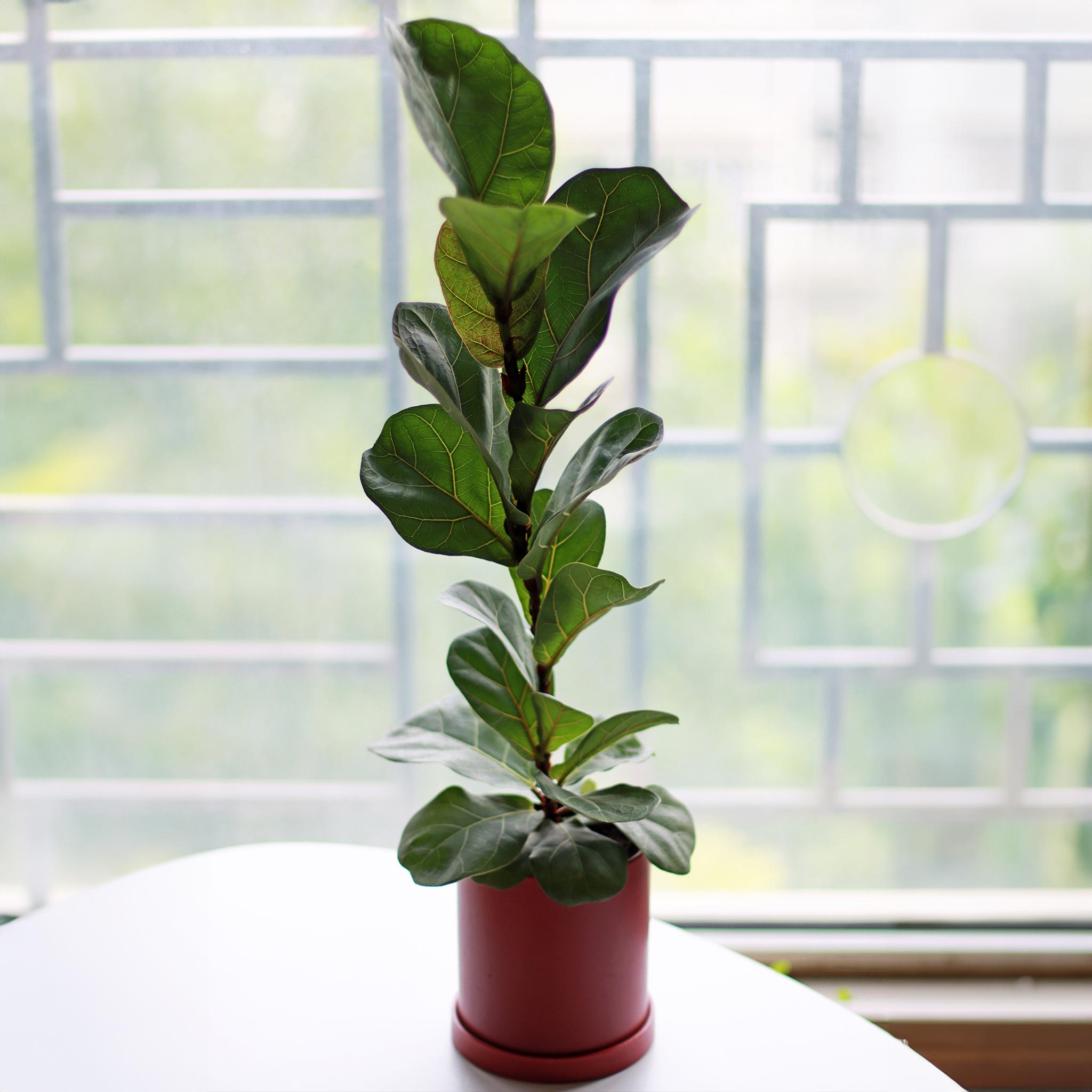 Potted fiddle leaf fig plant on a windowsill with a blurred window background  Henderson Garden Supply