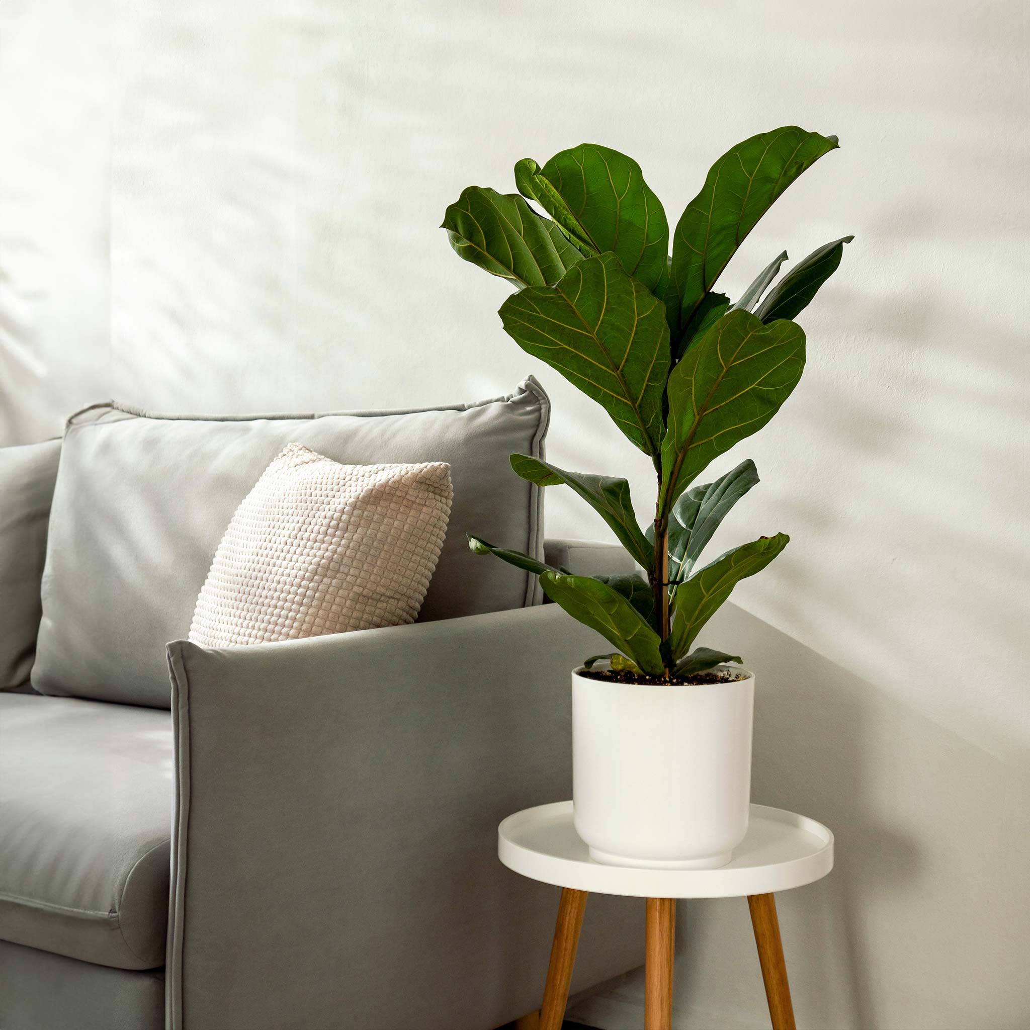 Potted plant on a small table in a living room with a sofa and cushions.  Fiddle leaf - Henderson Garden Supply