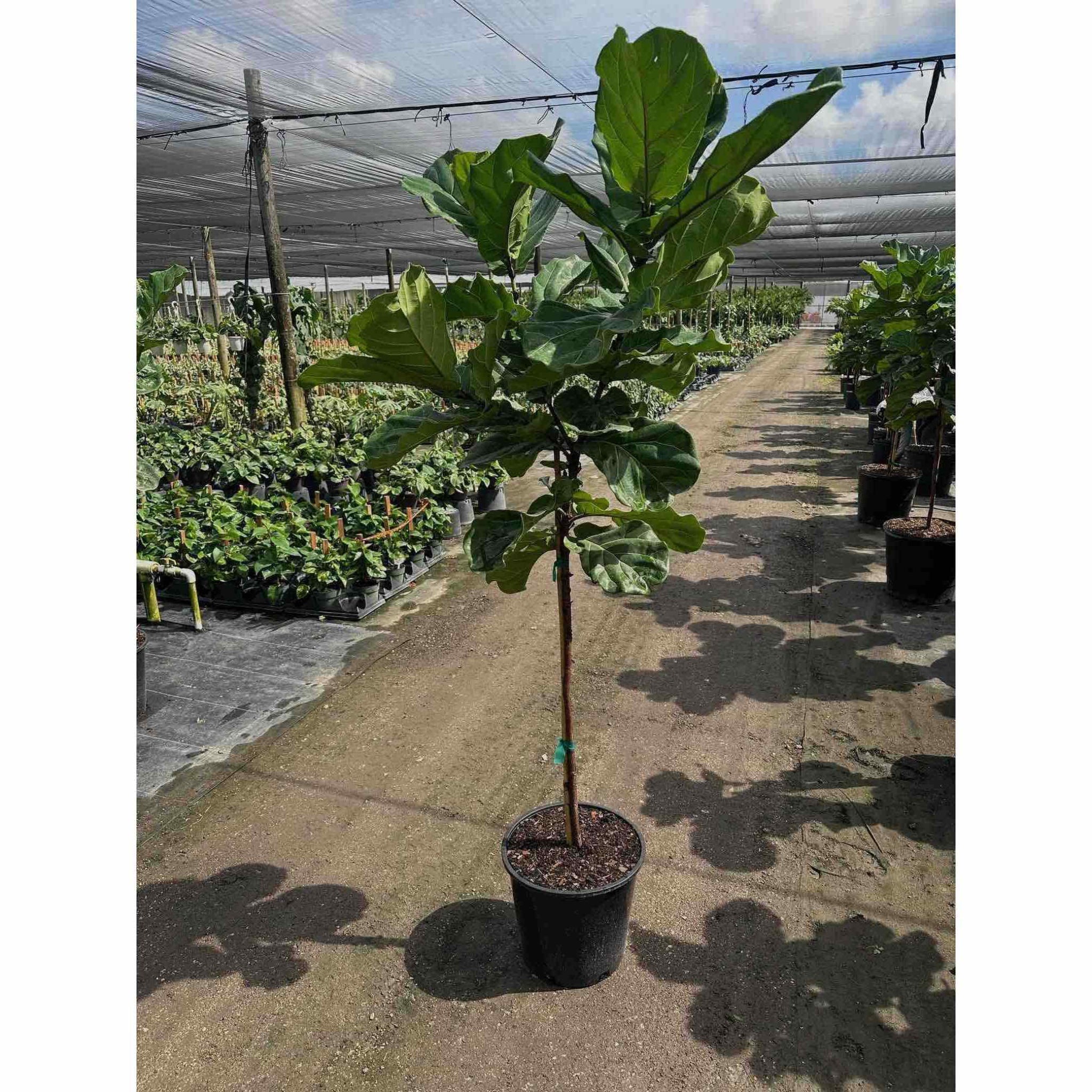 Potted plant in a greenhouse setting with other plants in the background - Henderson Garden Supply