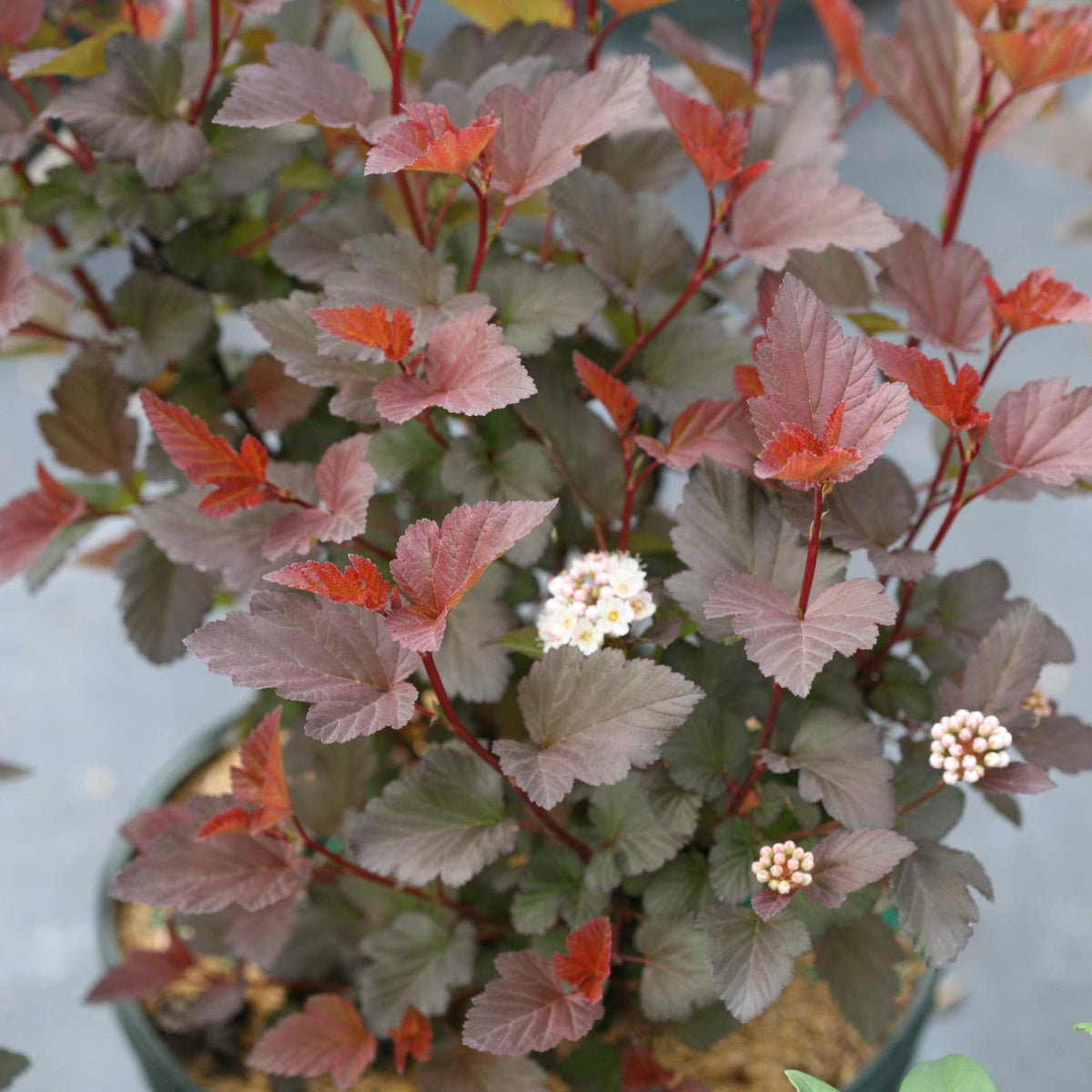 Ginger Wine® Ninebark – Orange-to-Burgundy Foliage Shrub