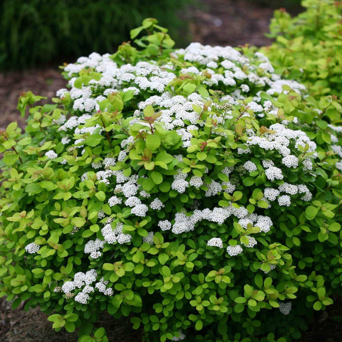 Glow Girl® Birchleaf Spirea – Golden Foliage Shrub