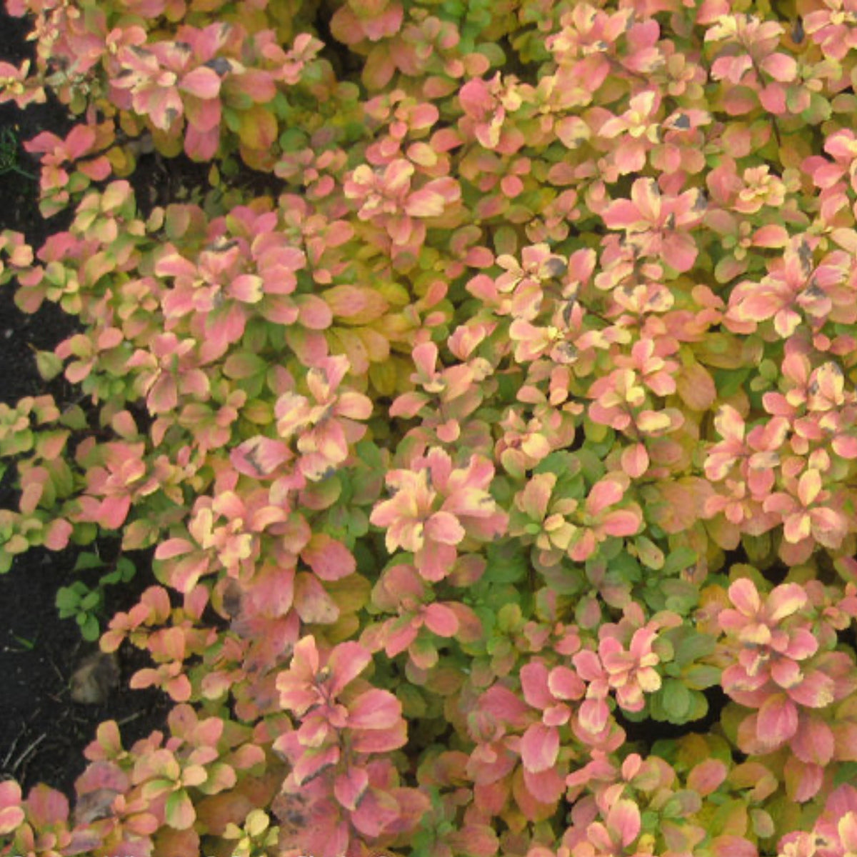 Glow Girl® Birchleaf Spirea – Golden Foliage Shrub