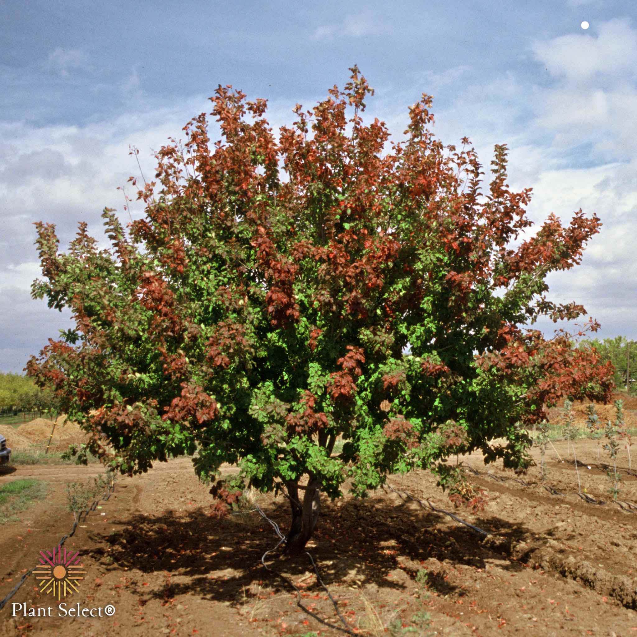 Tree with red and green leaves in a field with a blue sky and clouds.  Henderson Garden Supply