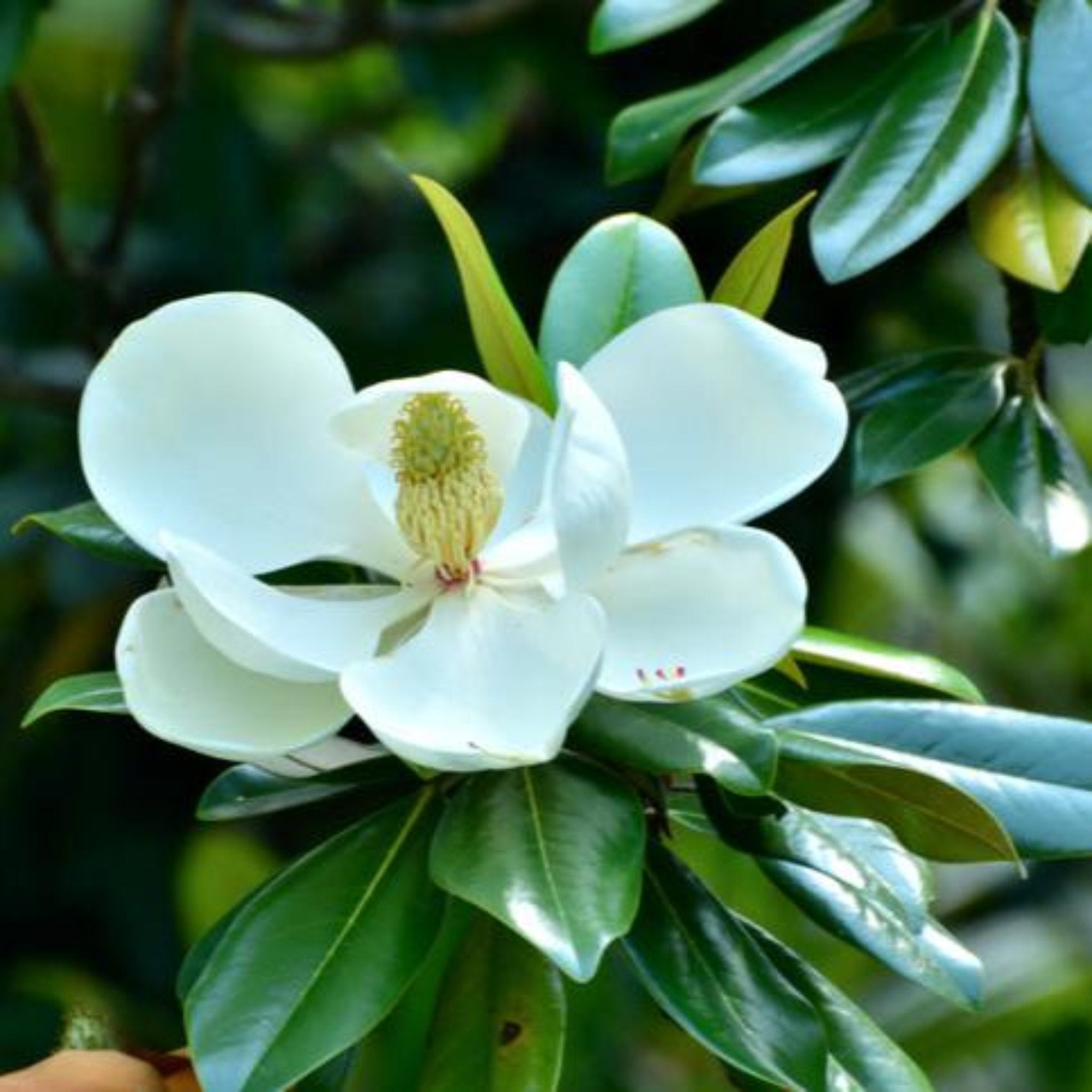 Close-up of a white flower with green leaves on a blurred natural background.  Henderson Garden Supply