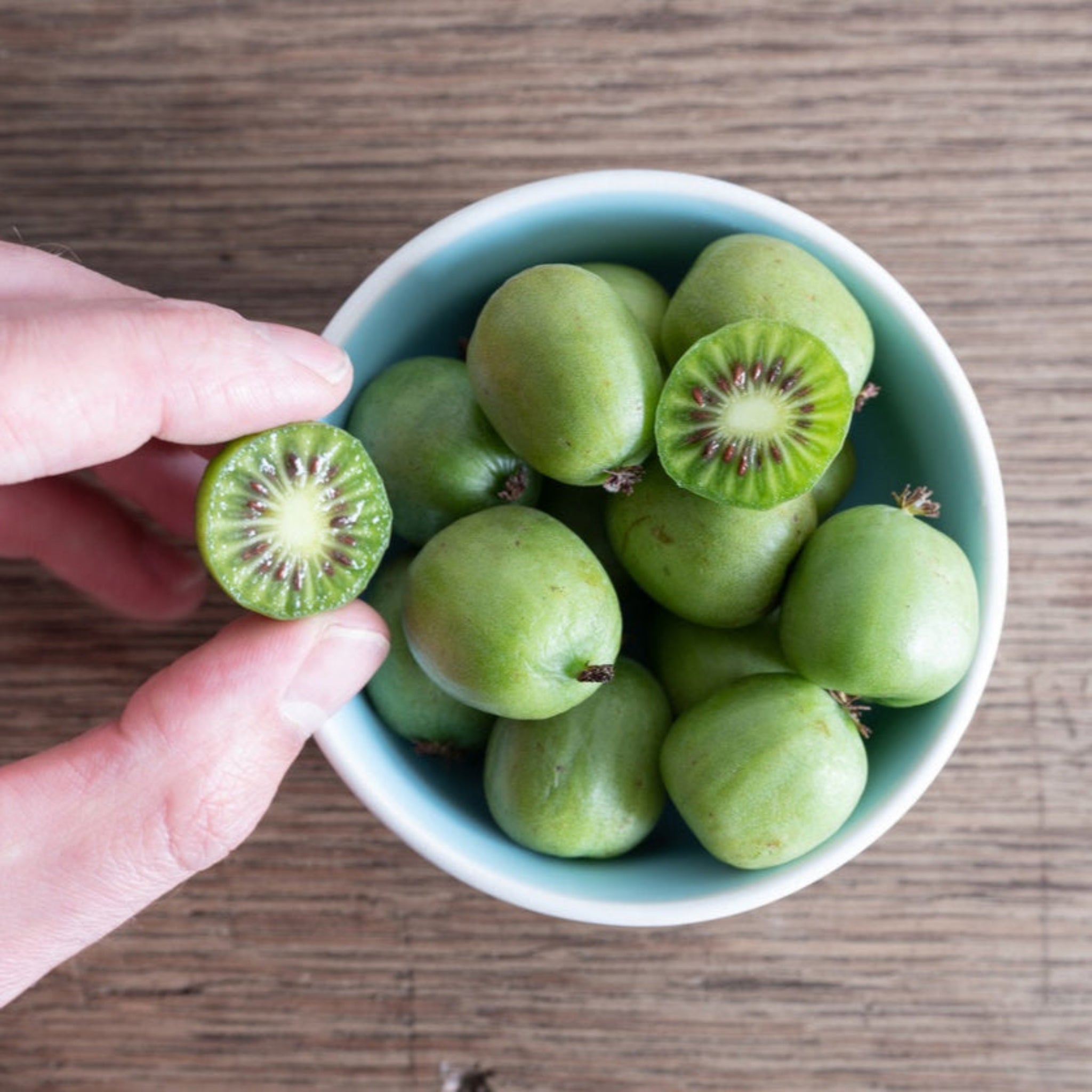 Hand holding a sliced kiwi over a bowl of green kiwis on a wooden surface.  Henderson Garden Supply
