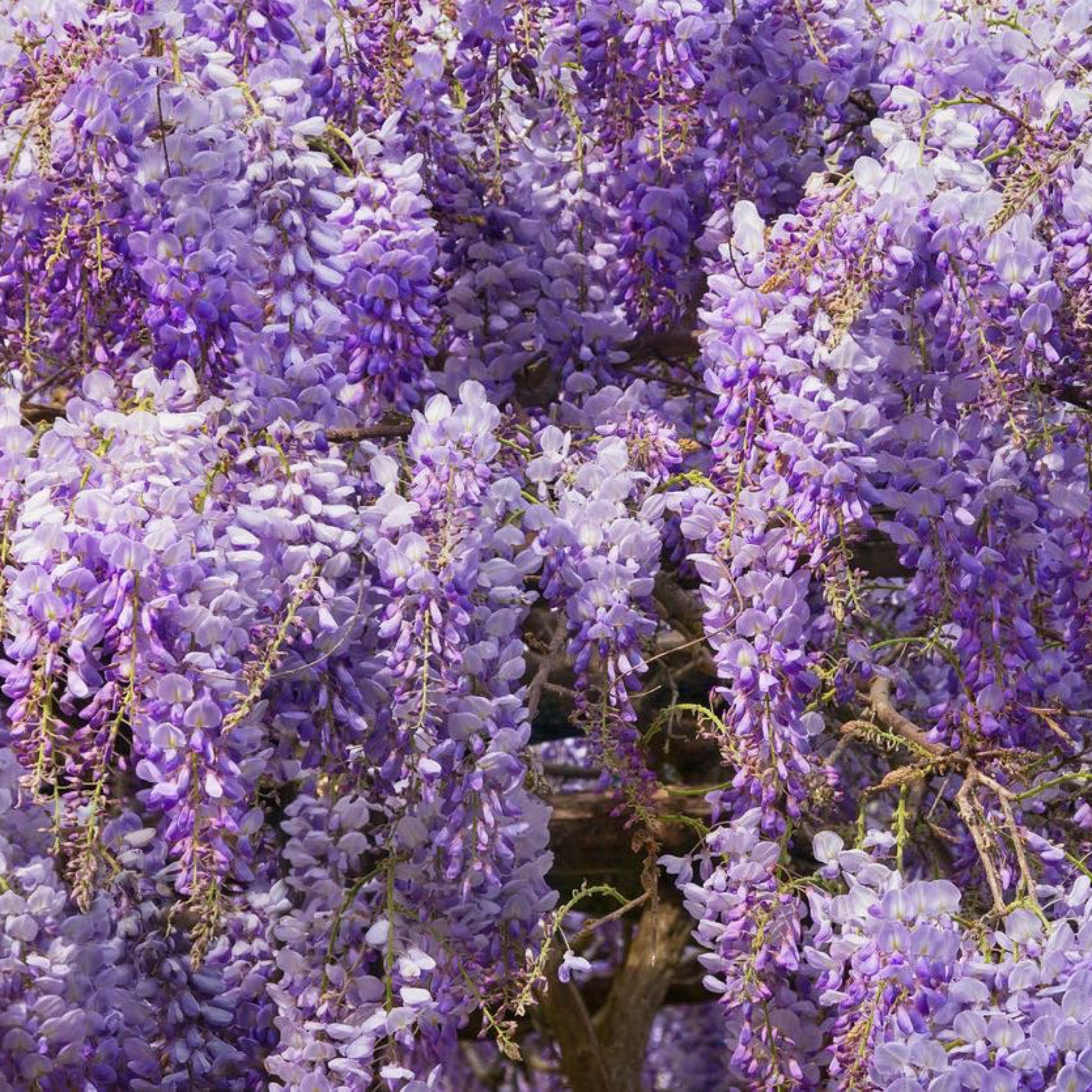 Close-up of purple wisteria flowers.  Henderson Garden Supply