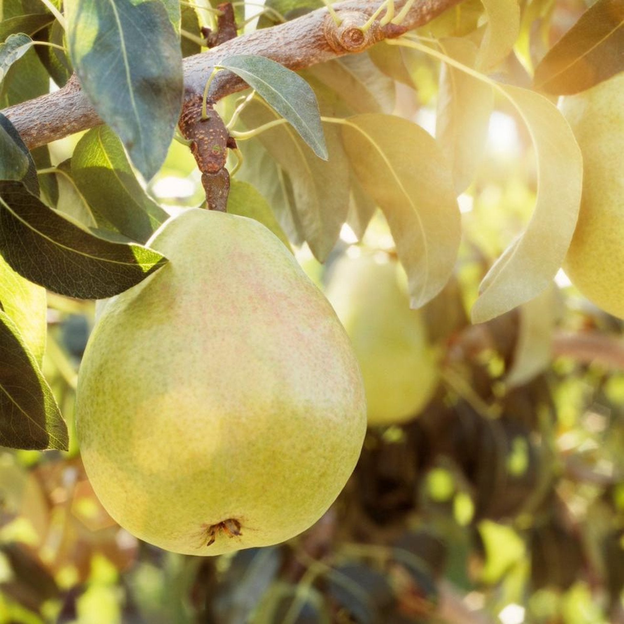Green pears hanging on a tree branch with leaves.  Henderson Garden Supply