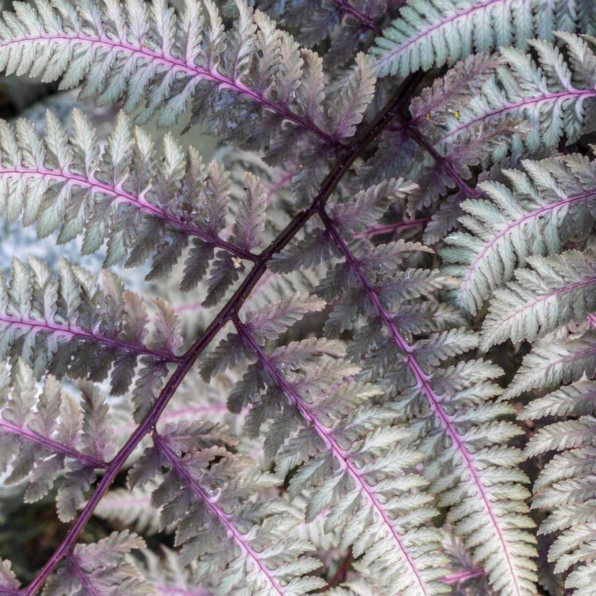 Japanese Painted Fern – Silver Foliage Shade Perennial