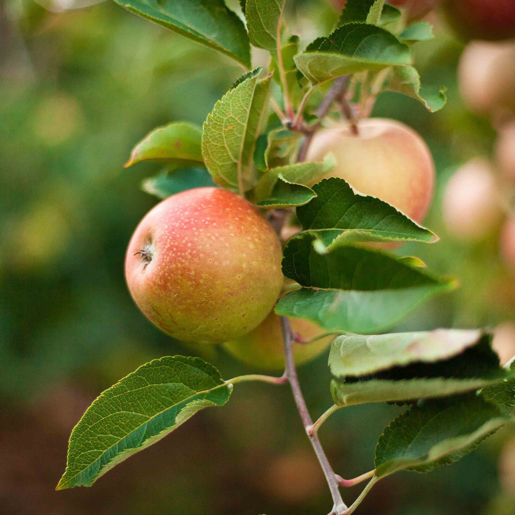 Apples on a tree branch with green leaves.  Henderson Garden Supply