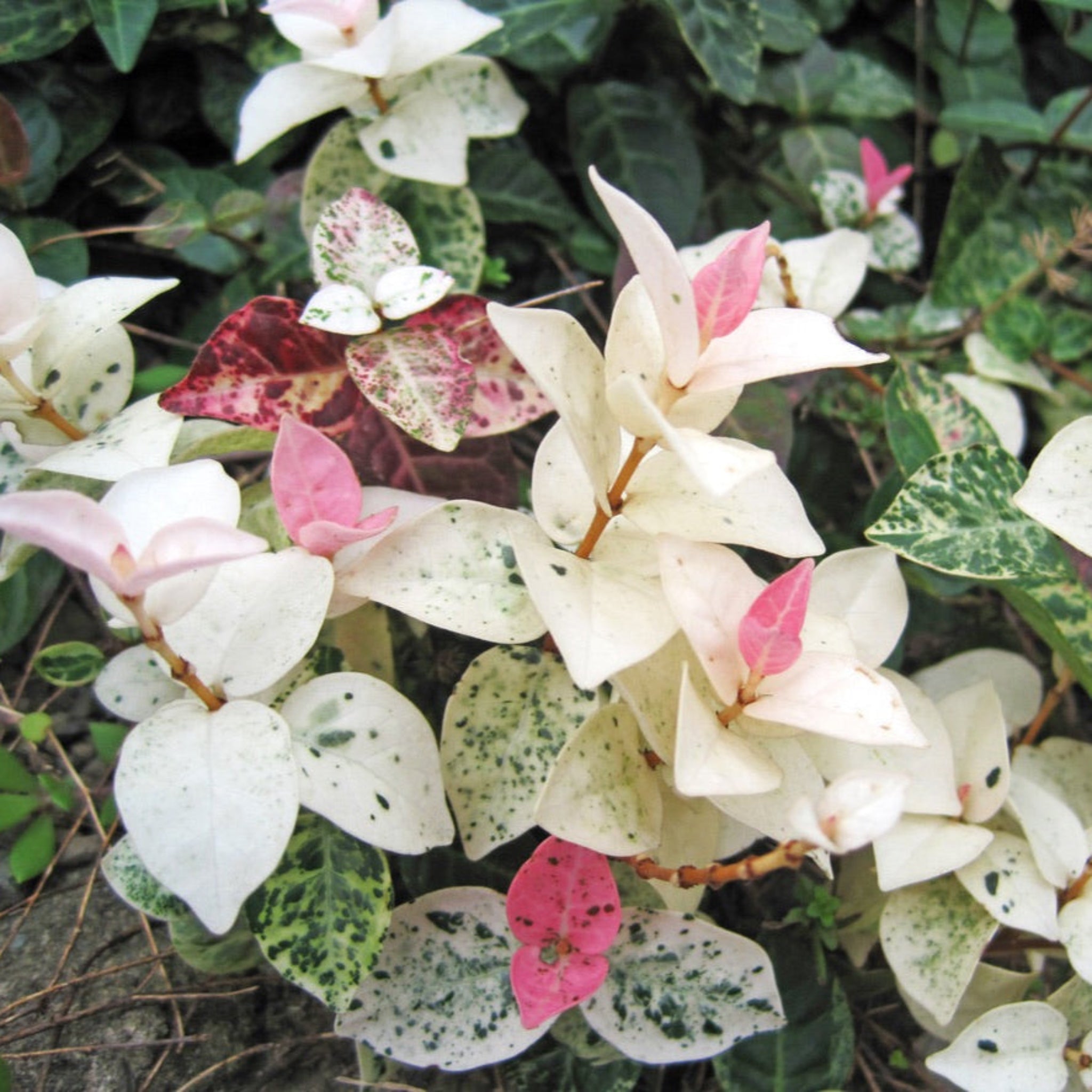 Close-up of a plant with white and pink flowers and green leaves.  Henderson Garden Supply